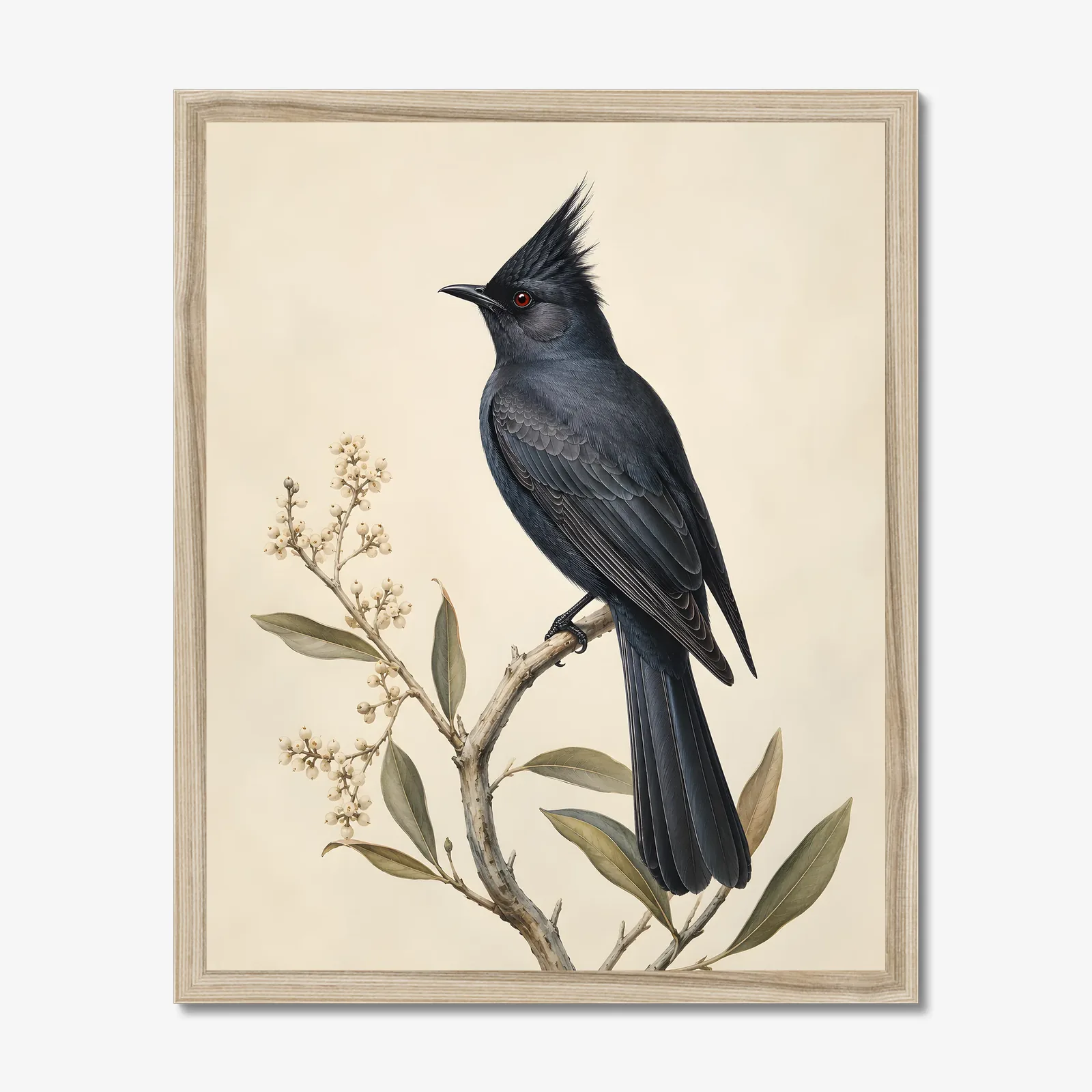 Phainopepla Print in a natural frame