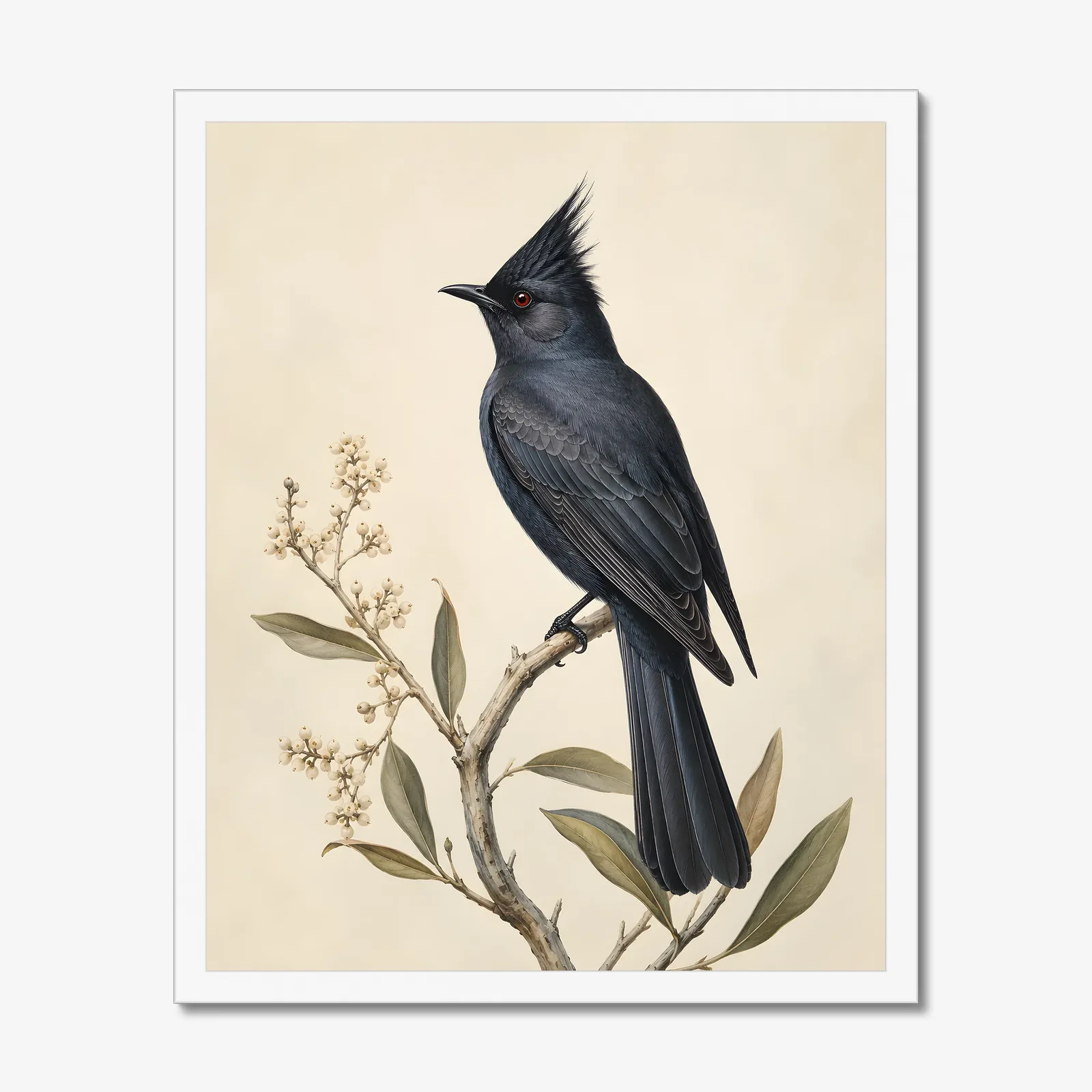 Phainopepla Print in a white frame