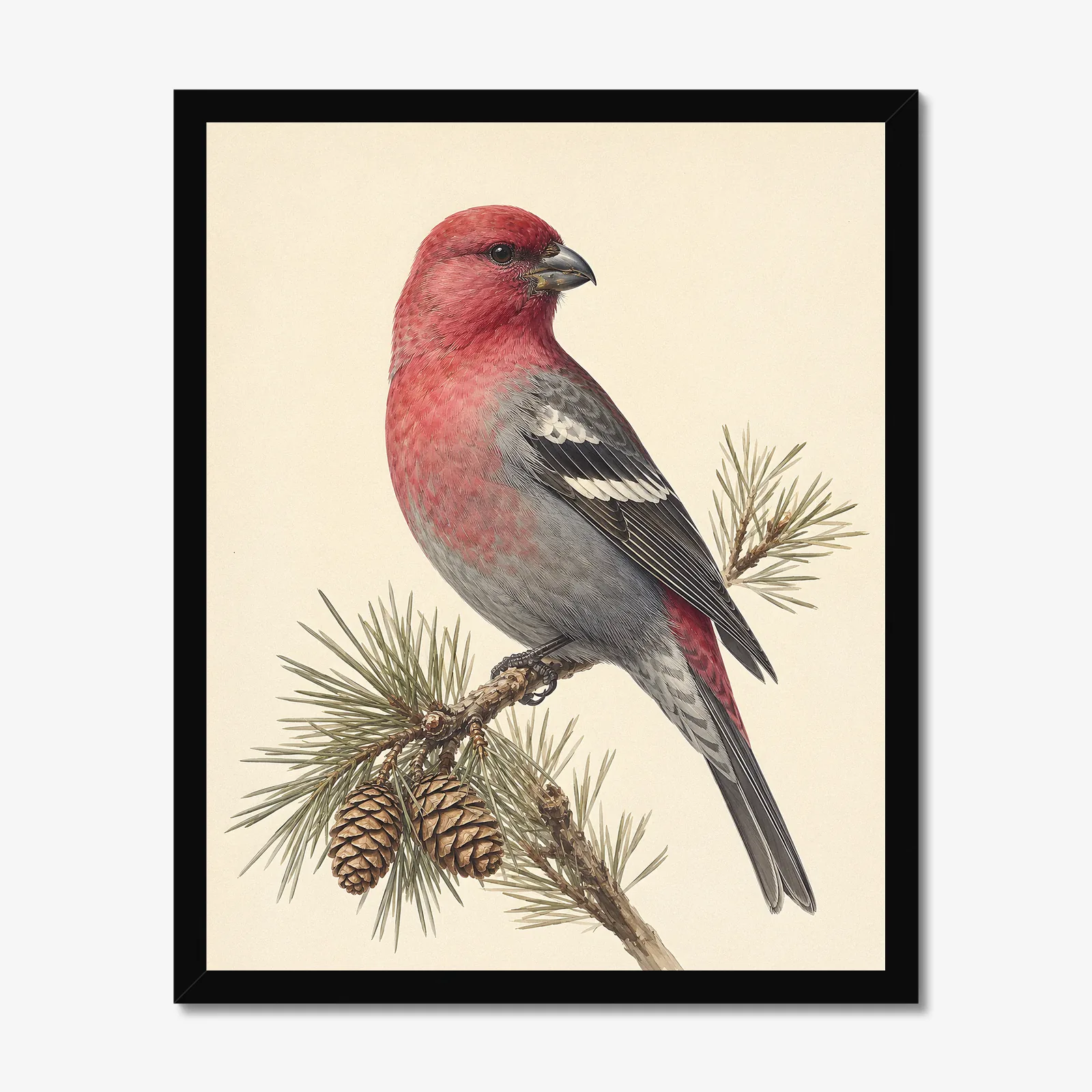 Pine Grosbeak Print in a black frame