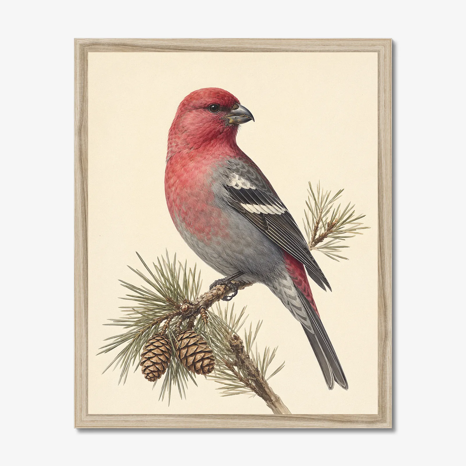 Pine Grosbeak Print shown as a fine-art print