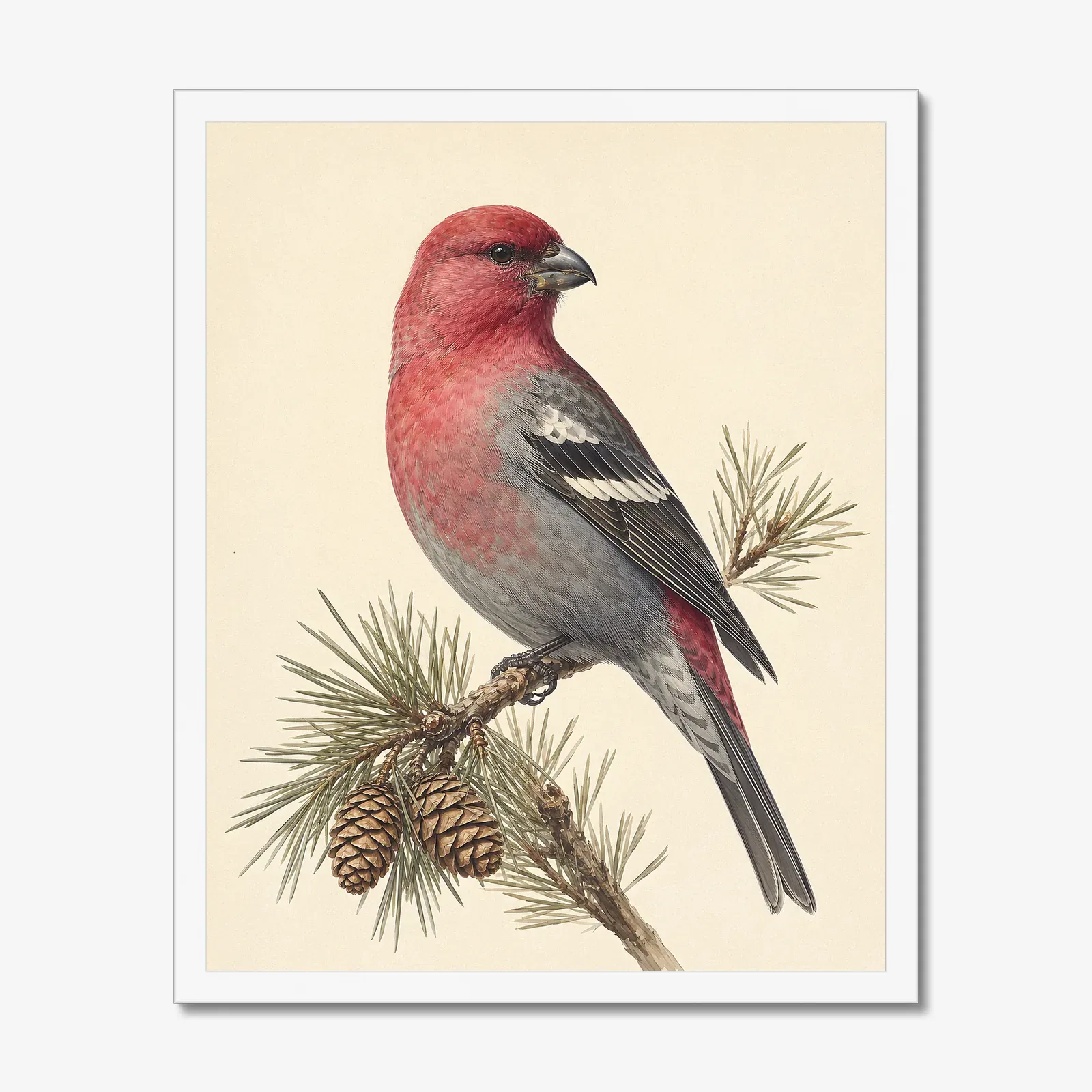 Pine Grosbeak Print in a white frame