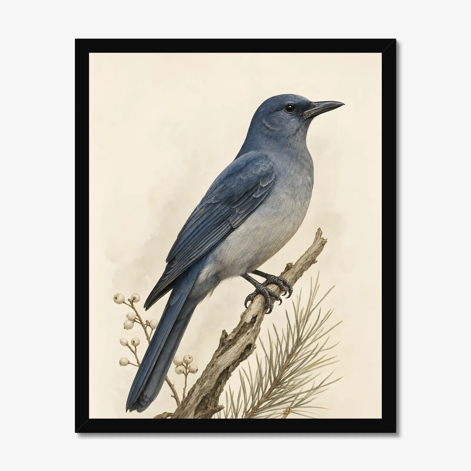 Pinyon Jay Print in a black frame