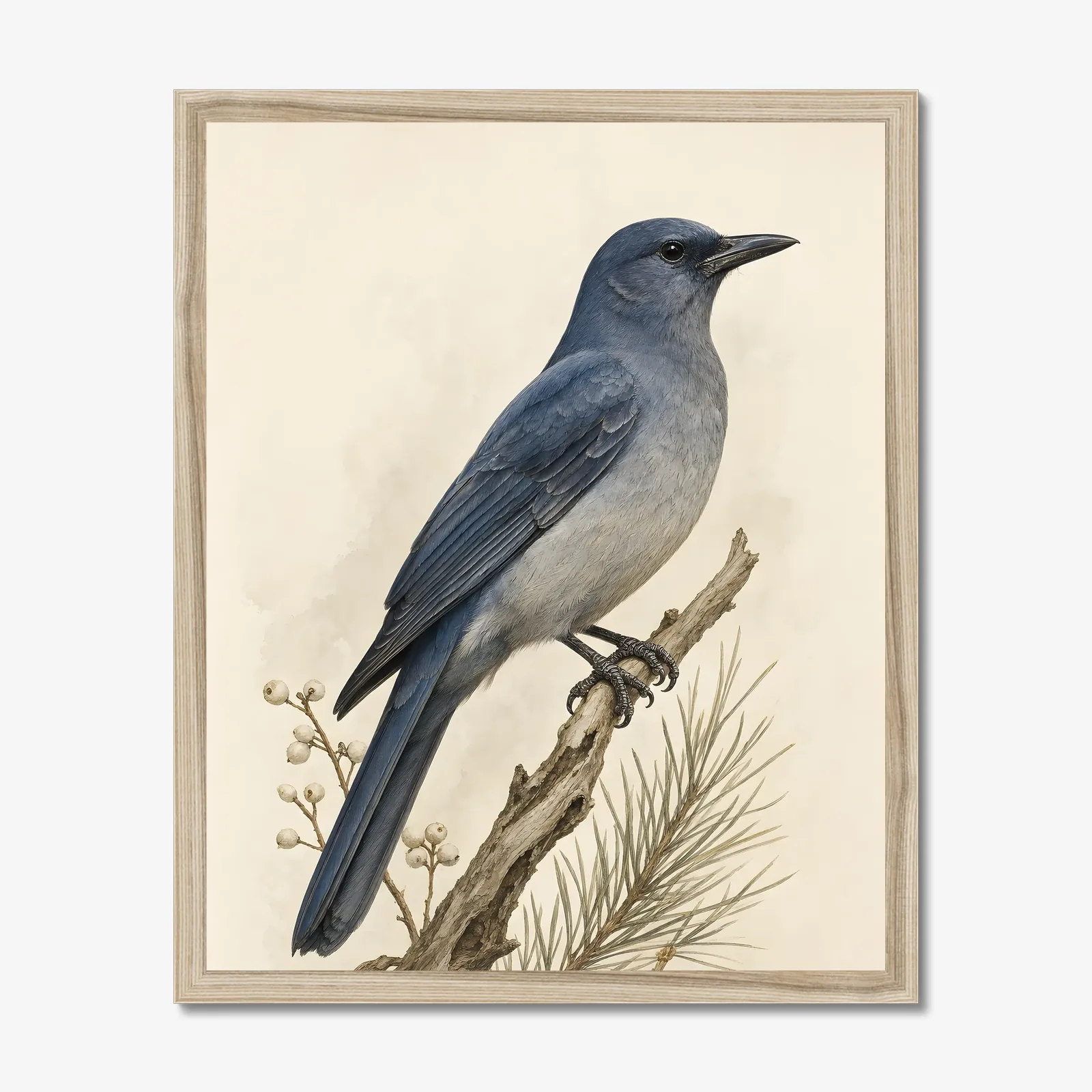 Pinyon Jay Print in a natural frame