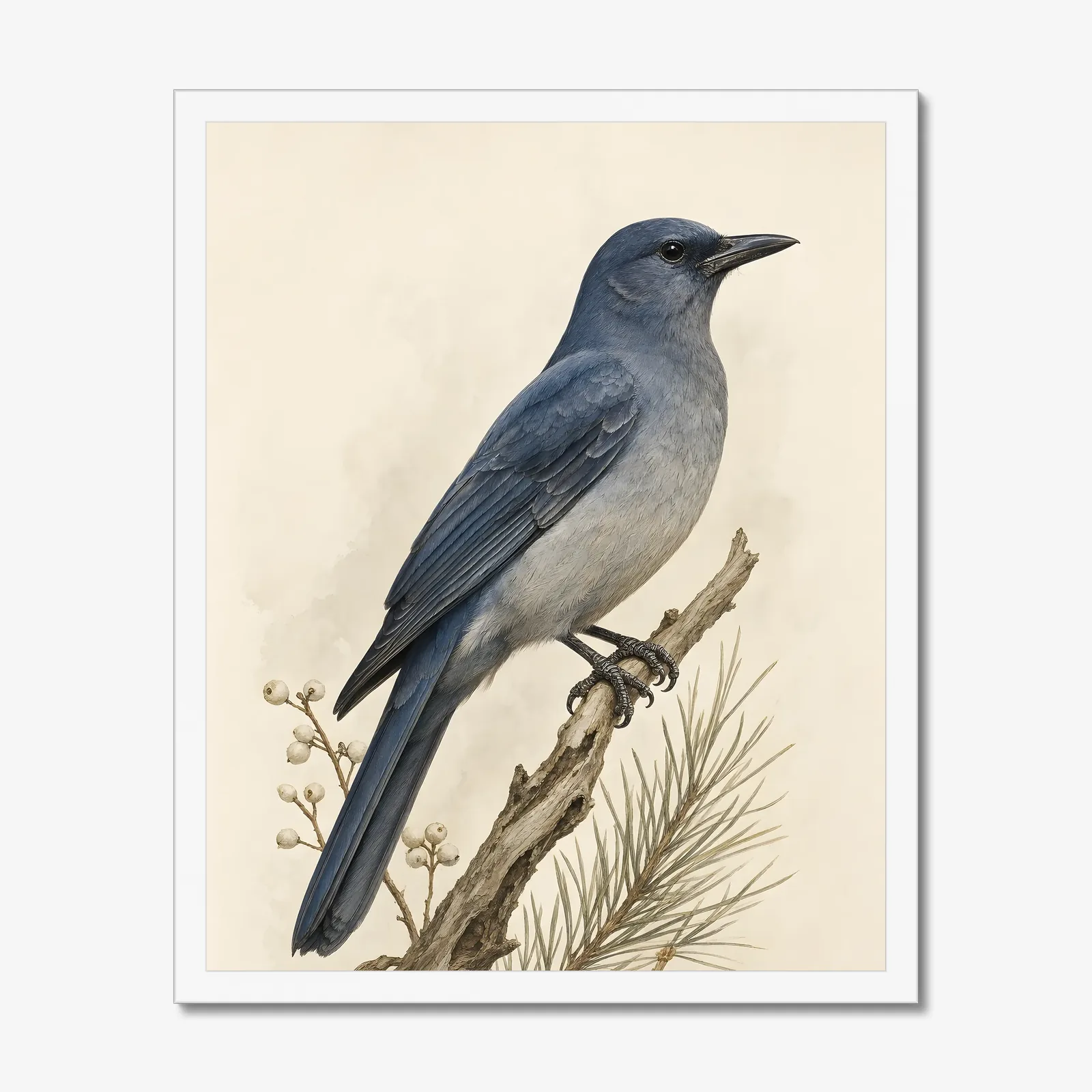 Pinyon Jay Print in a white frame