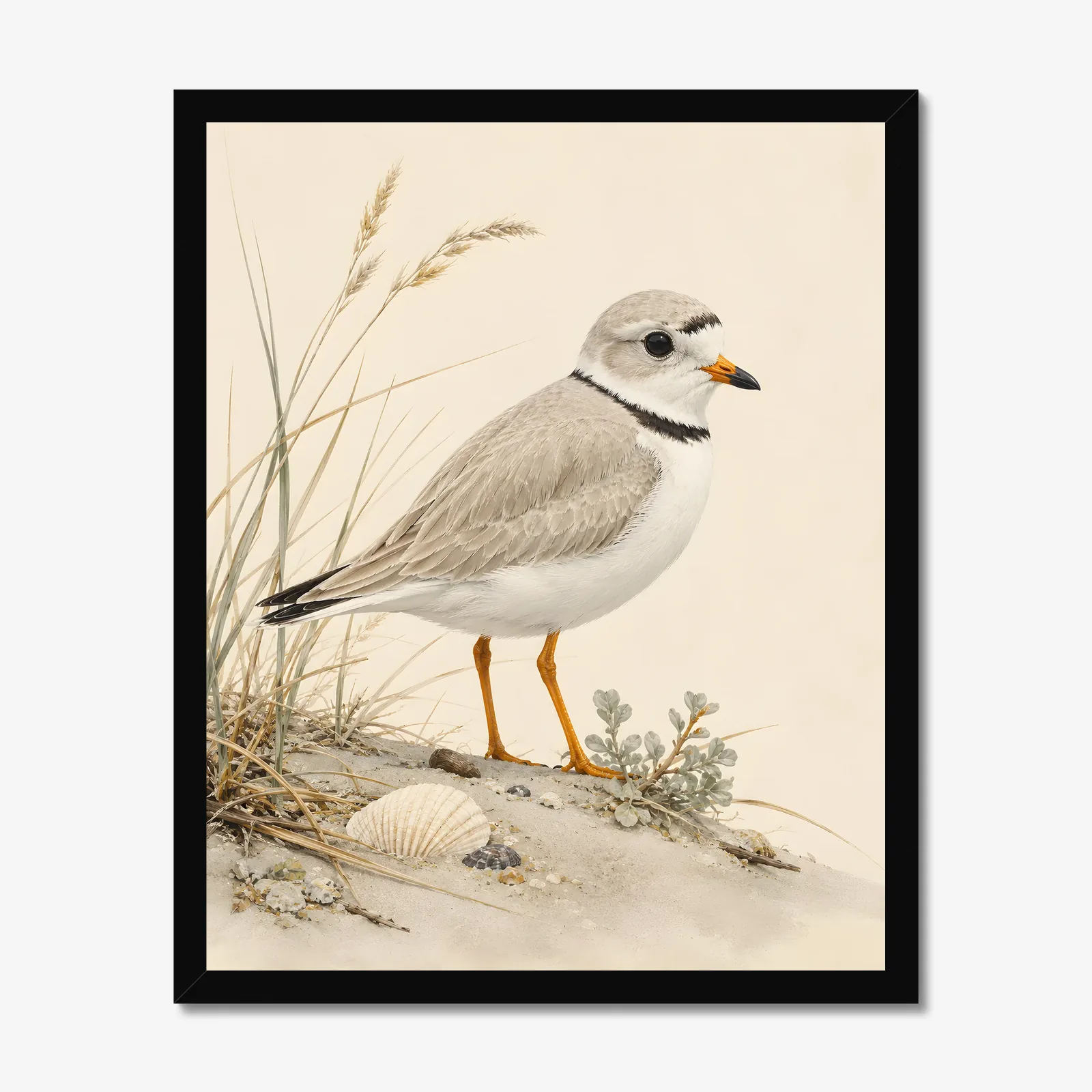 Piping Plover Print in a black frame