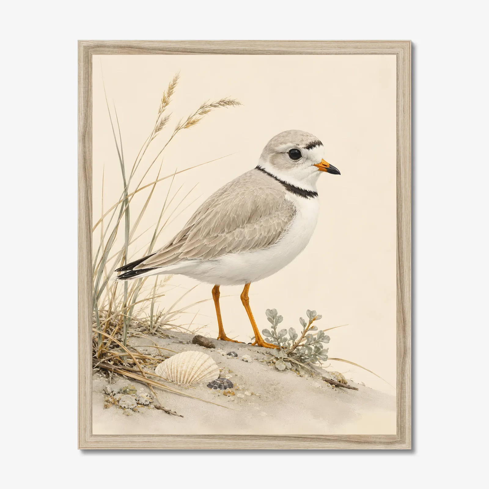 Piping Plover Print in a natural frame