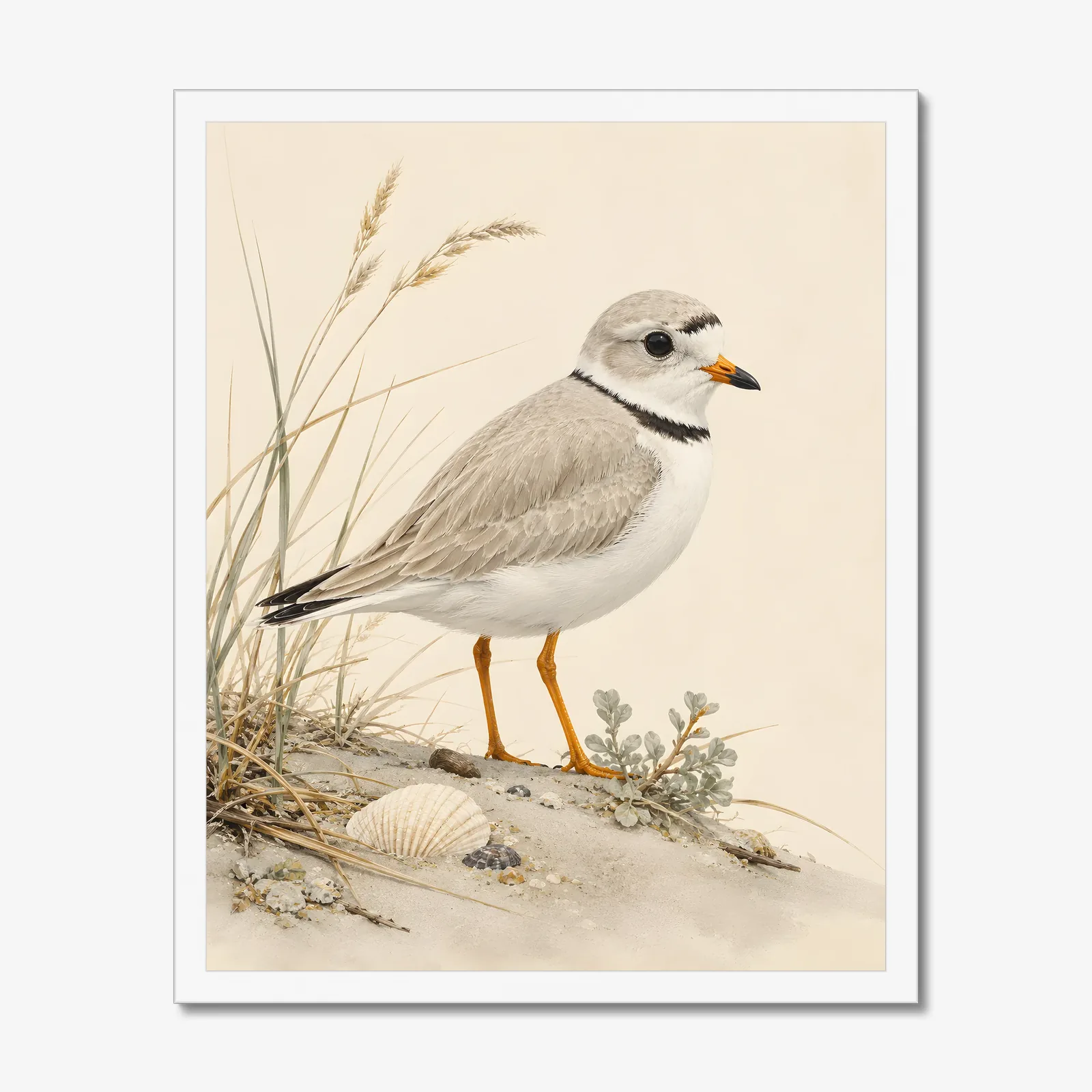 Piping Plover Print in a white frame