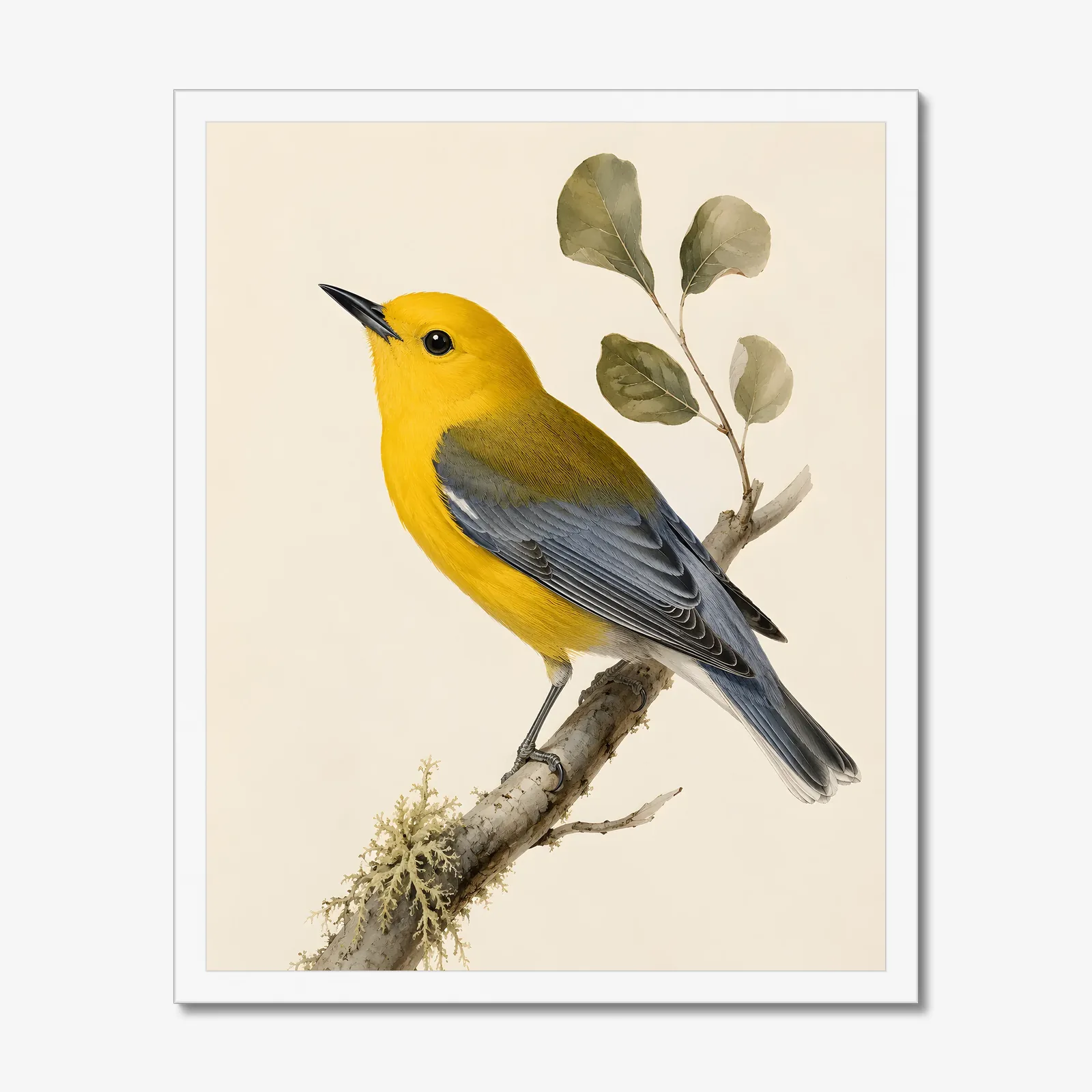 Prothonotary Warbler Print in a white frame