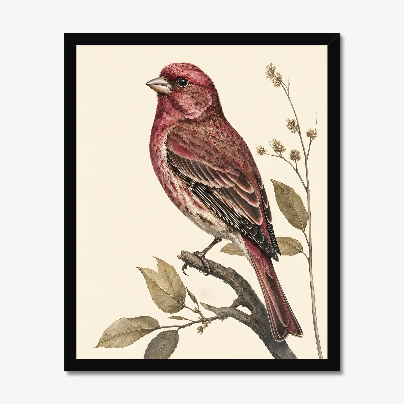 Purple Finch Print in a black frame