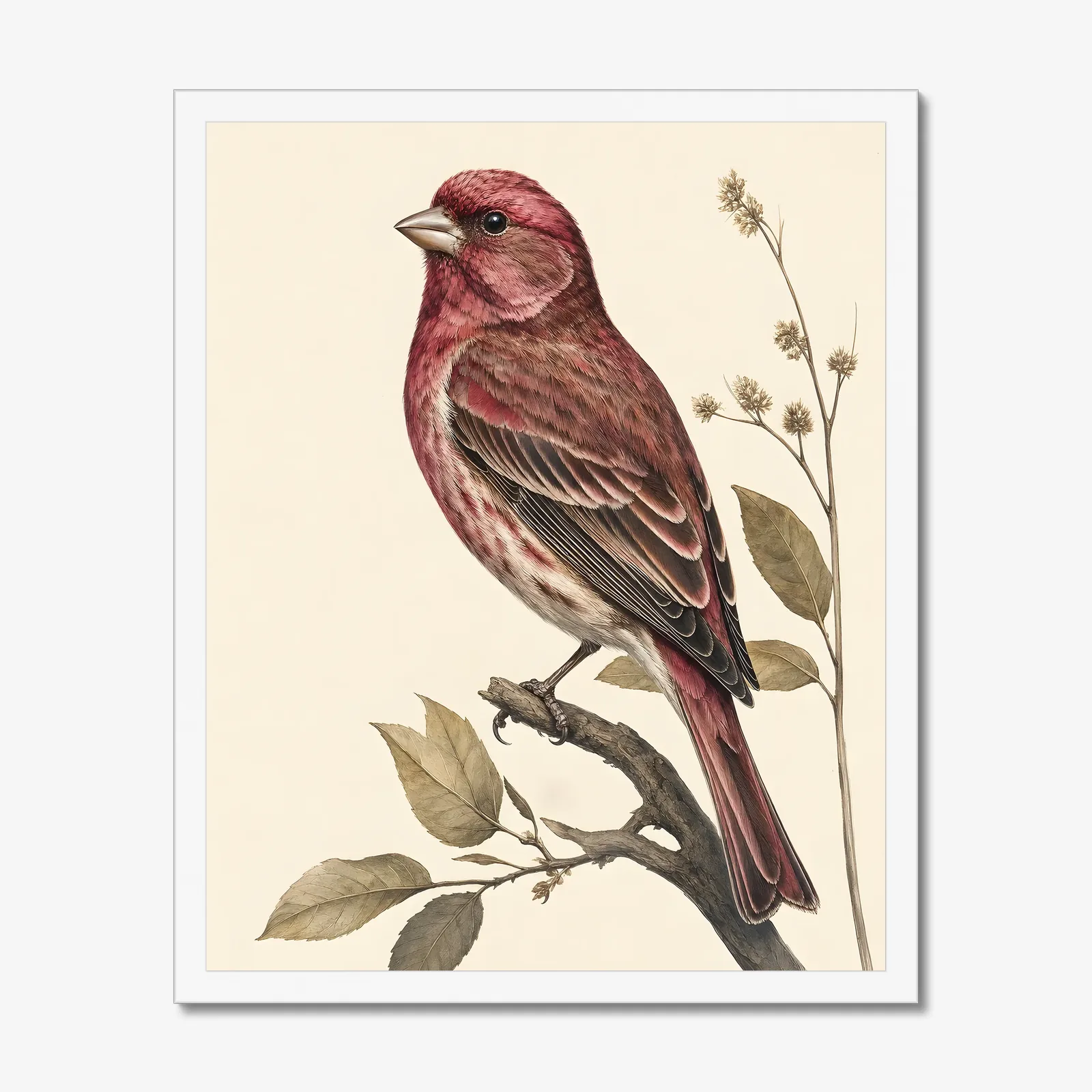 Purple Finch Print in a white frame