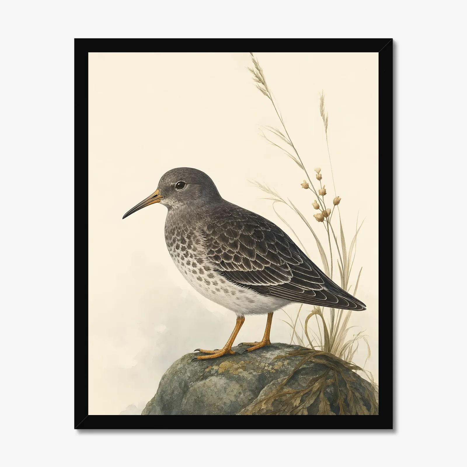 Purple Sandpiper Print in a black frame