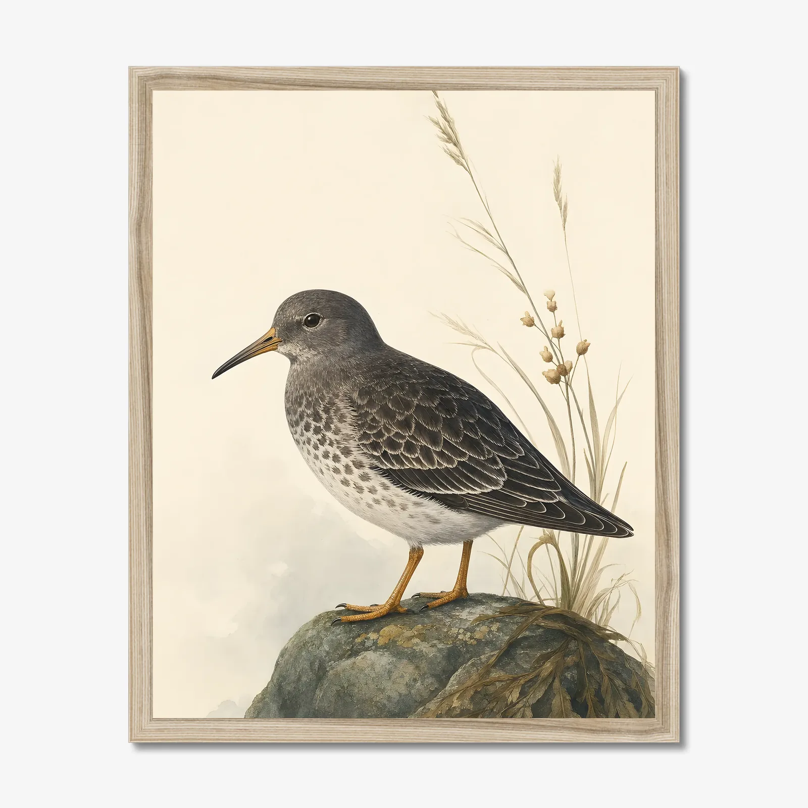 Purple Sandpiper Print in a natural frame