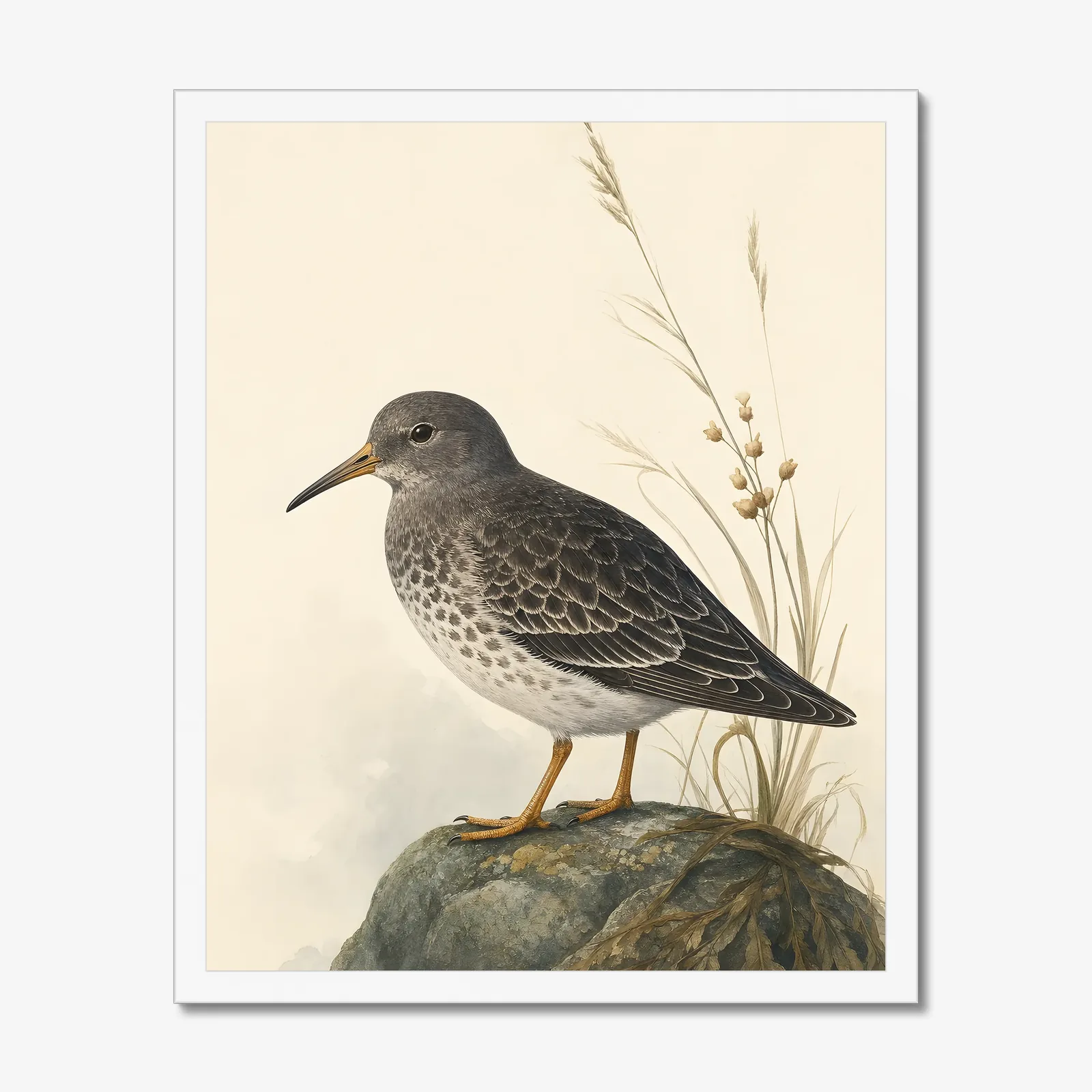 Purple Sandpiper Print in a white frame