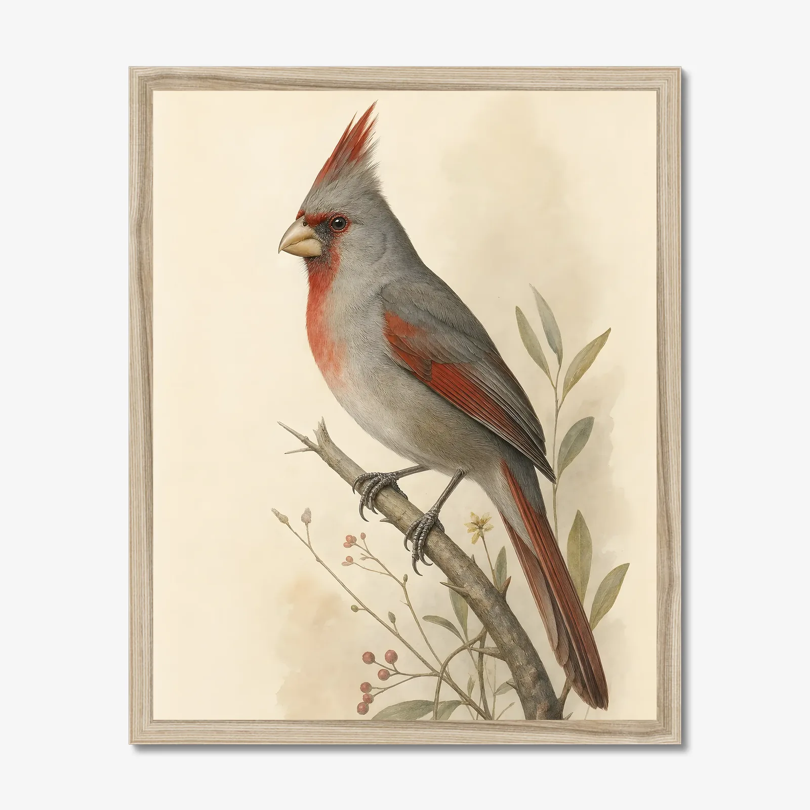 Pyrrhuloxia Print in a natural frame