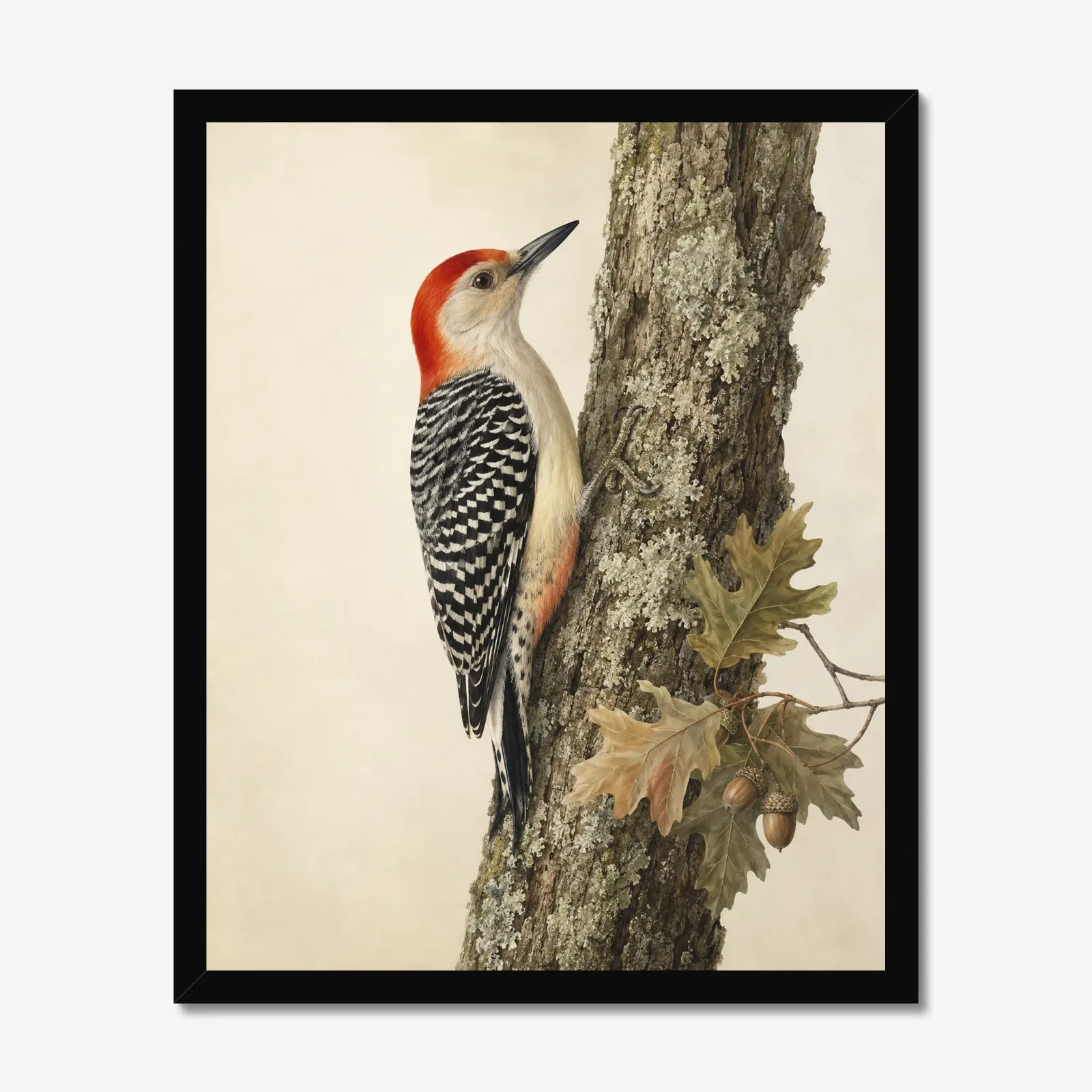 Red-bellied Woodpecker Print in a black frame