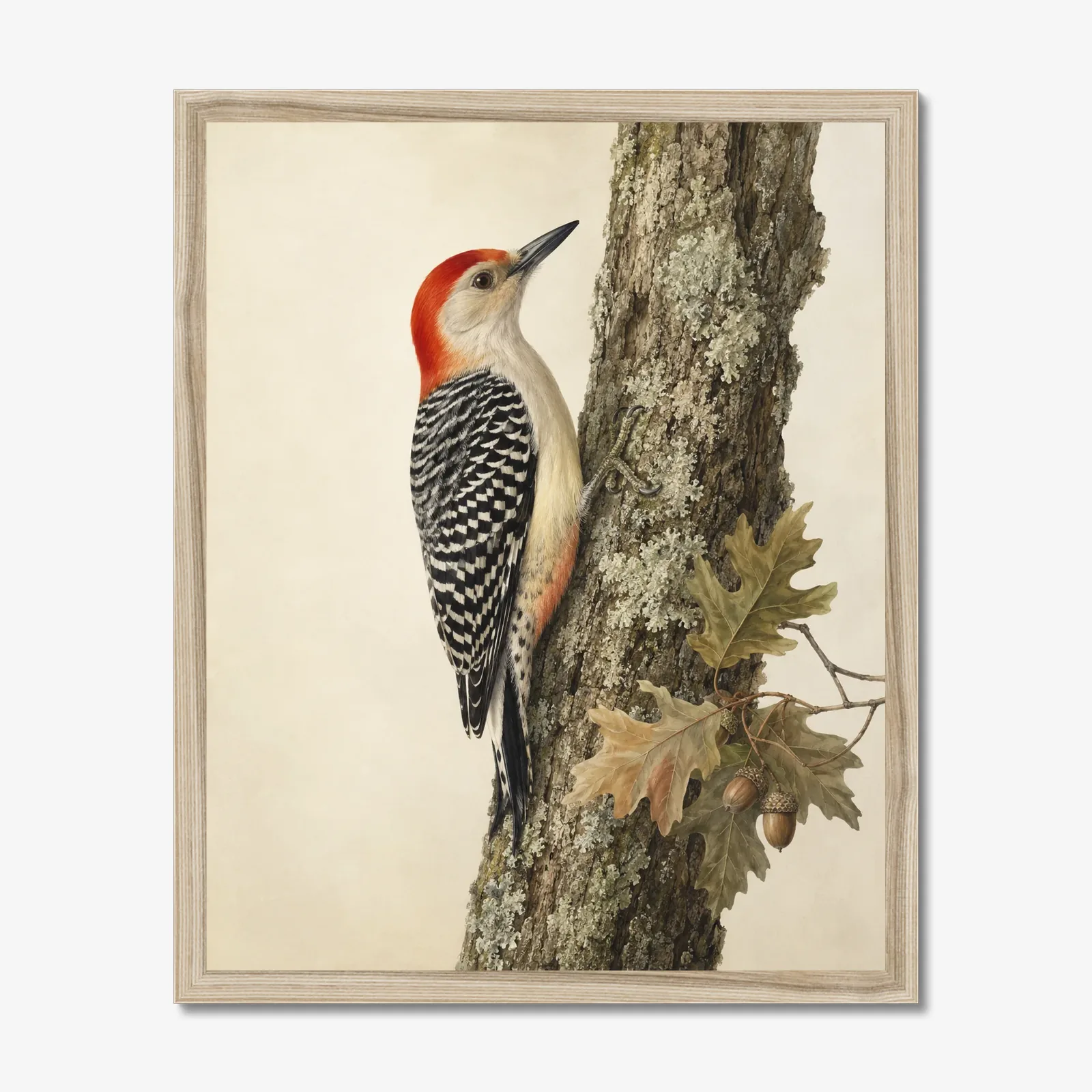 Red-bellied Woodpecker Print in a natural frame