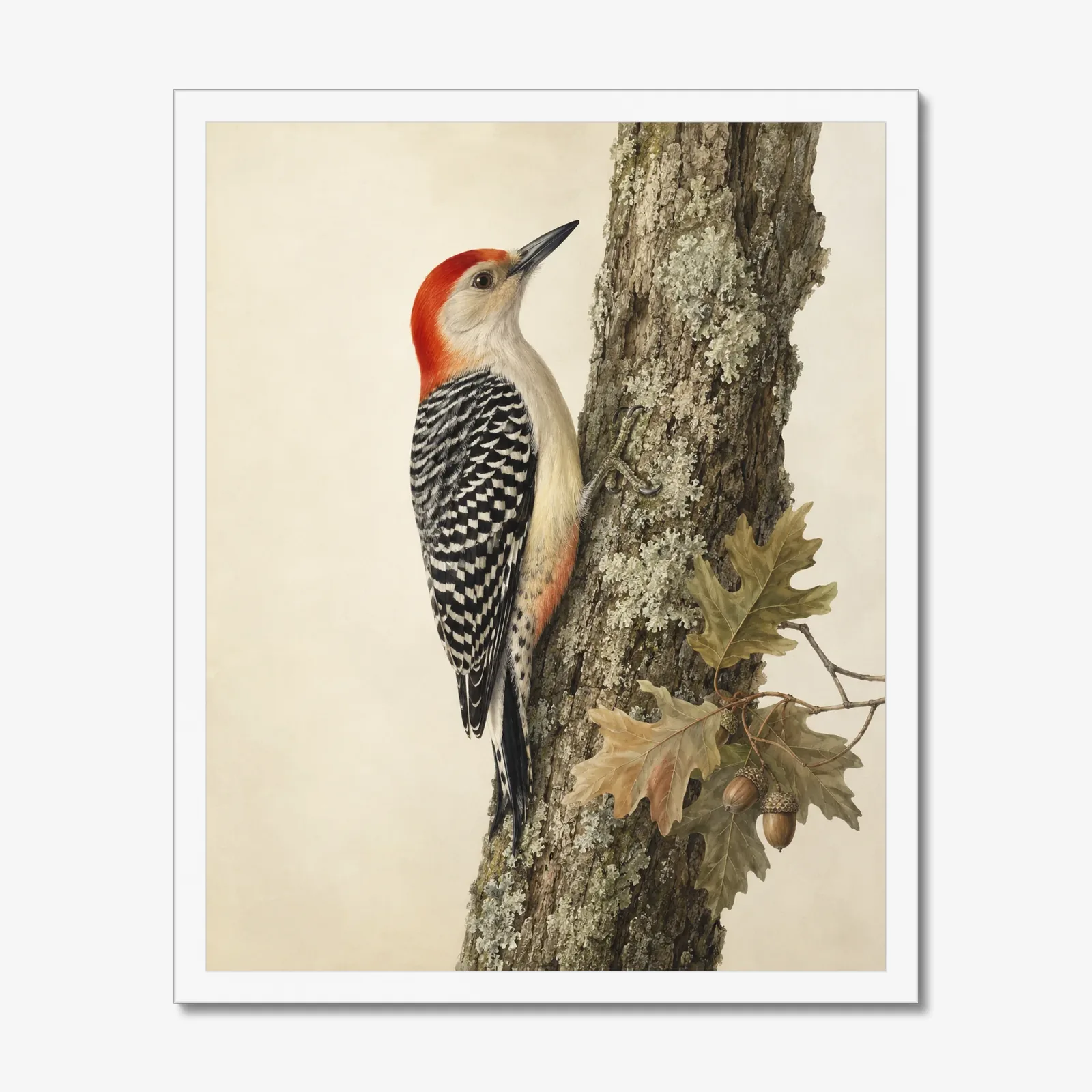 Red-bellied Woodpecker Print in a white frame