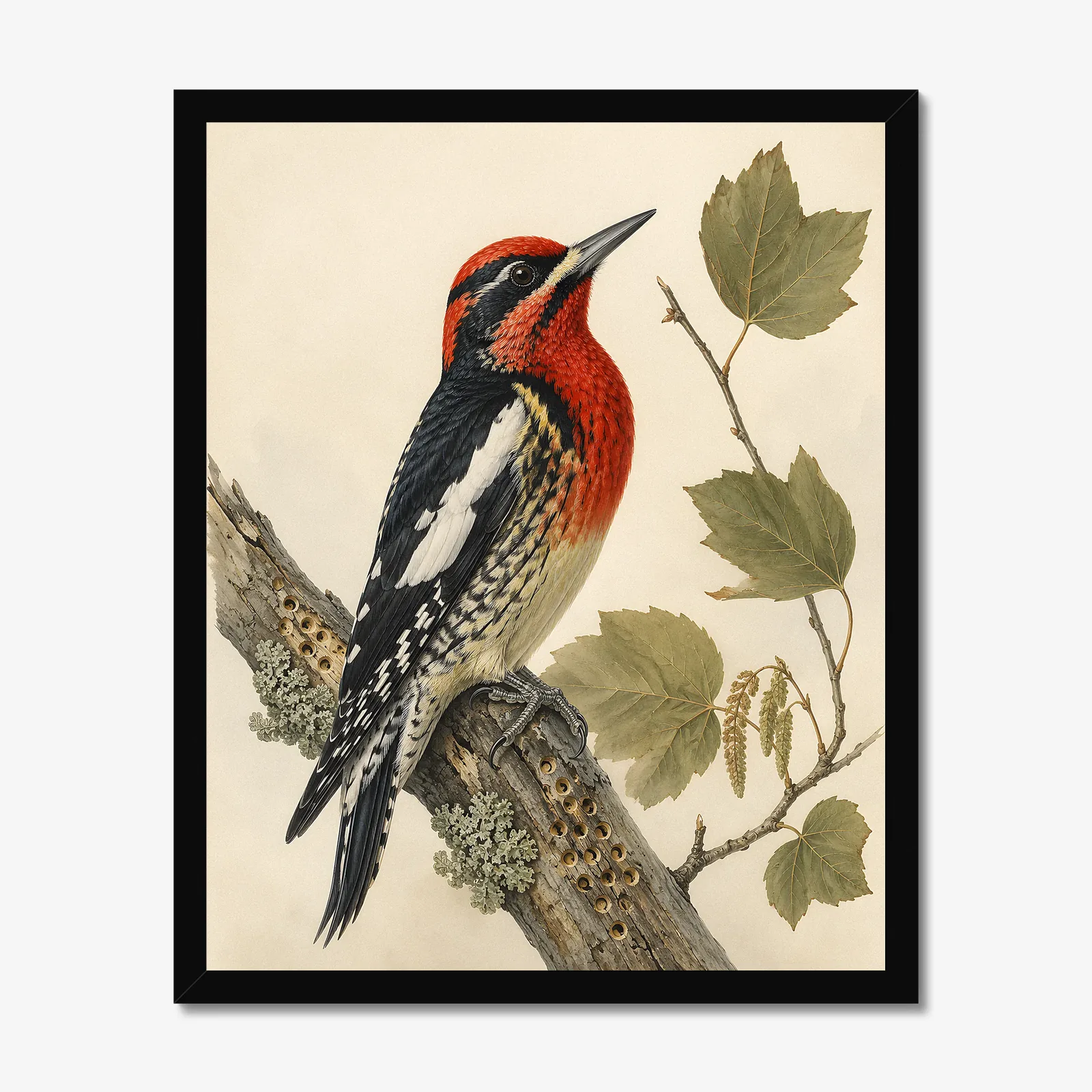 Red-breasted Sapsucker Print in a black frame