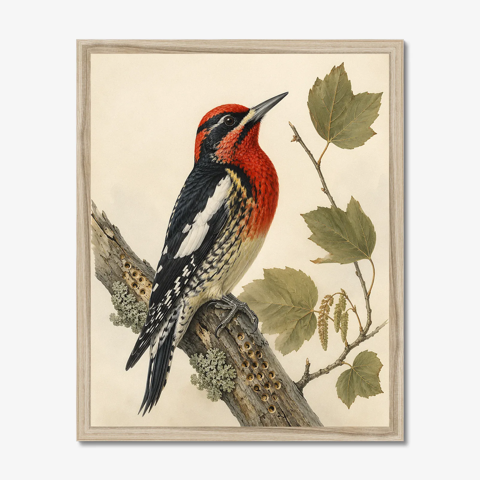 Red-breasted Sapsucker Print in a natural frame