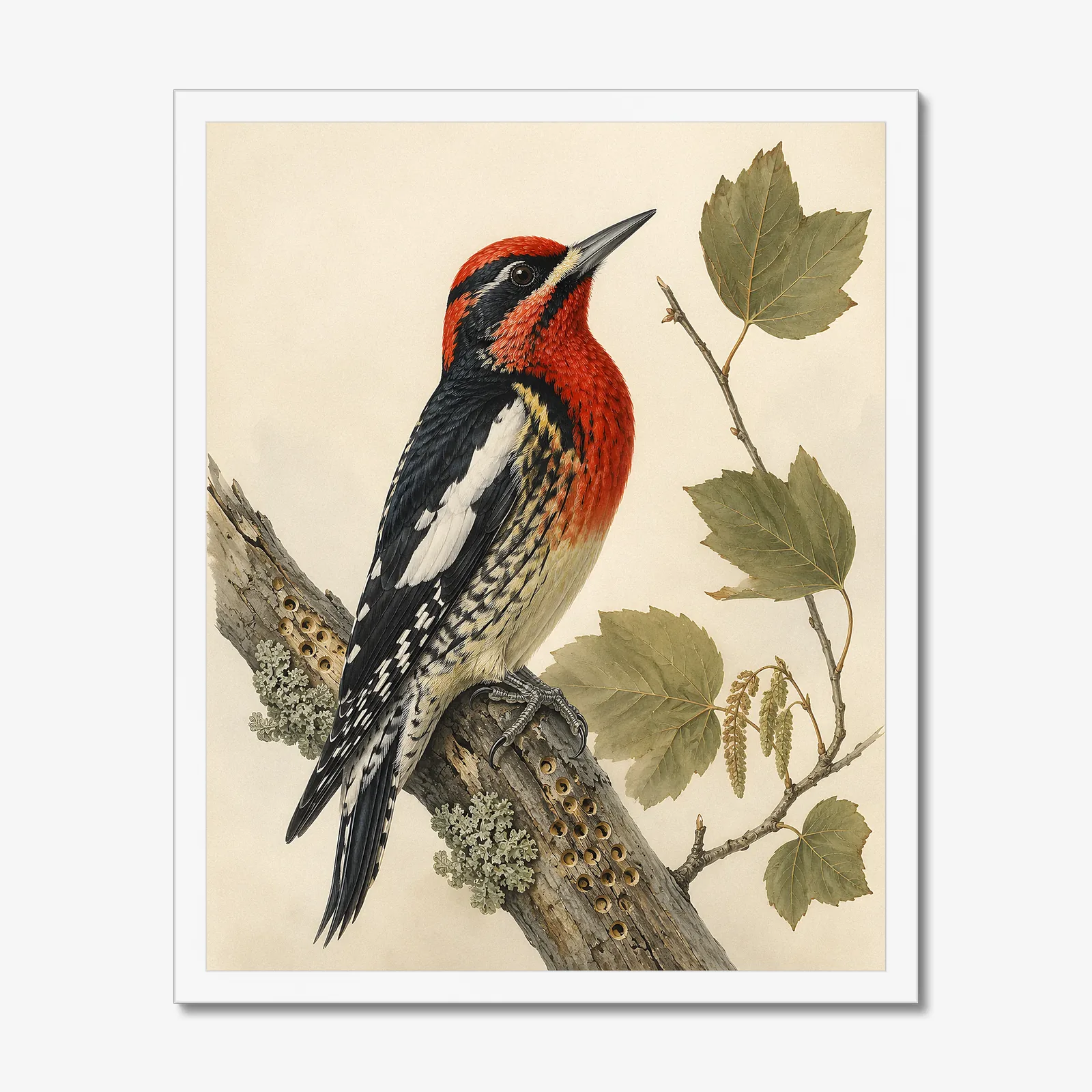 Red-breasted Sapsucker Print in a white frame