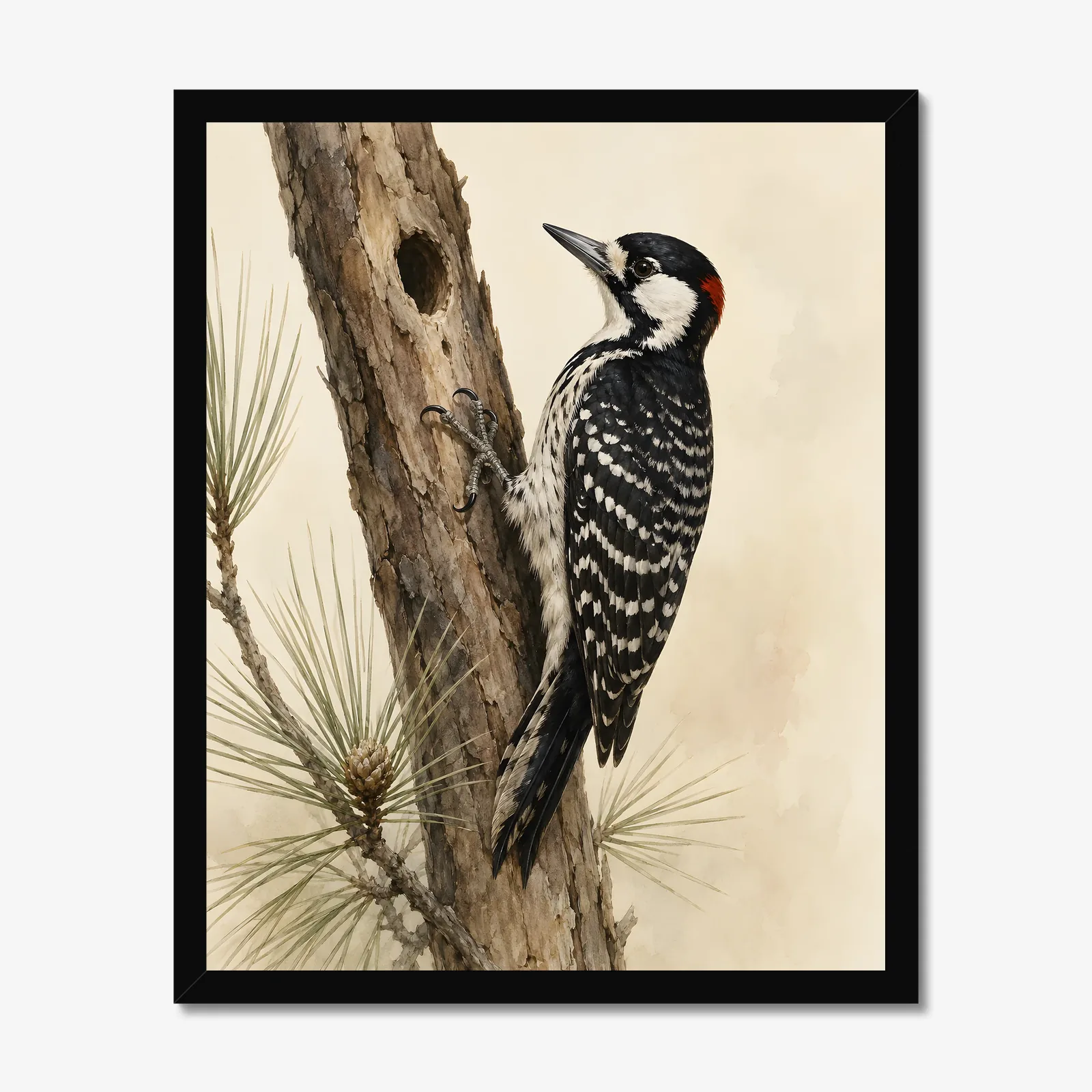 Red-cockaded Woodpecker Print in a black frame