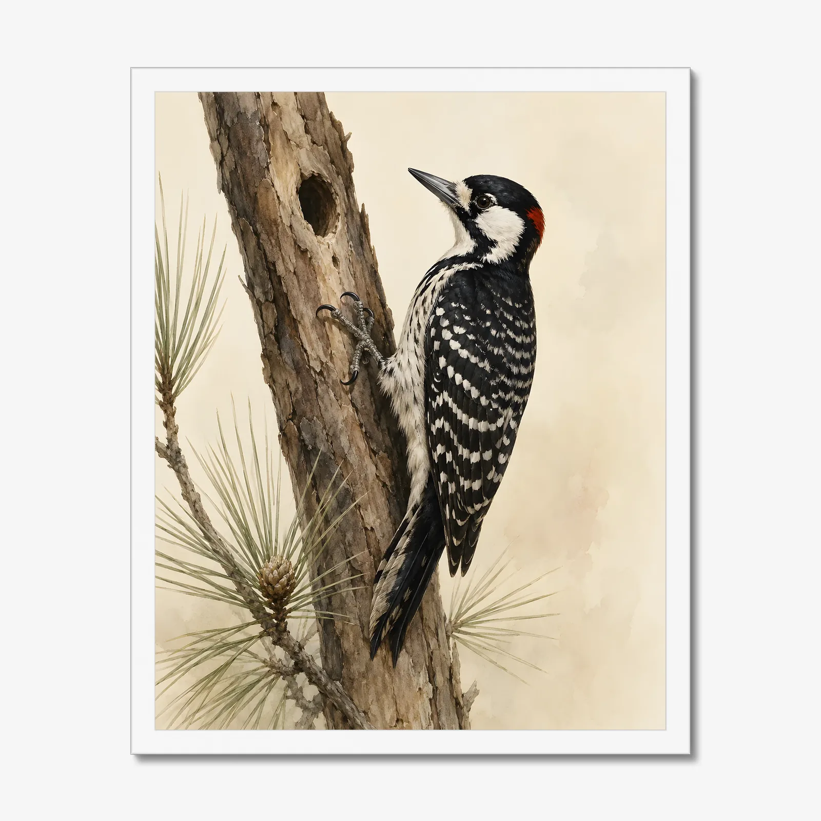 Red-cockaded Woodpecker Print in a white frame