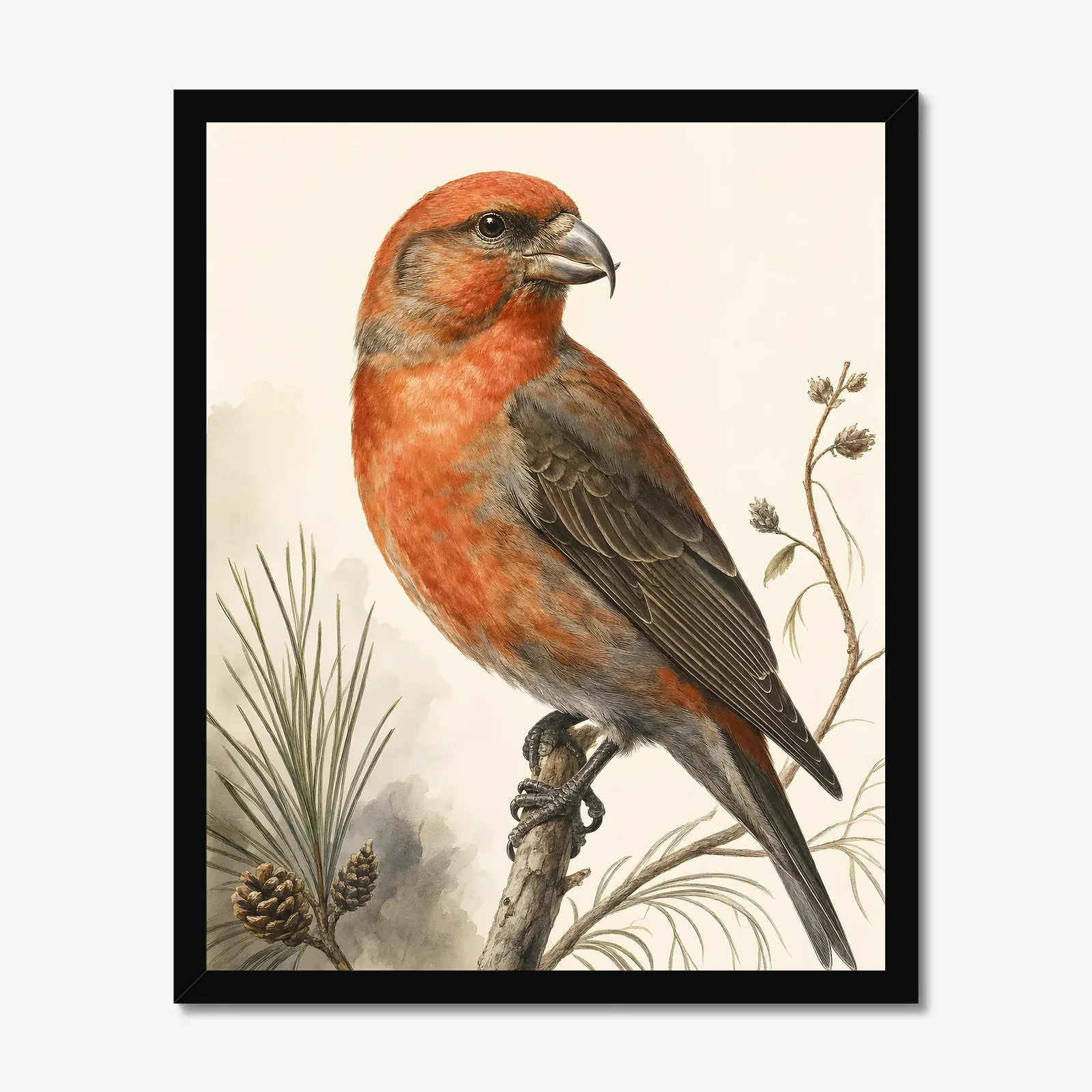 Red Crossbill Print in a black frame