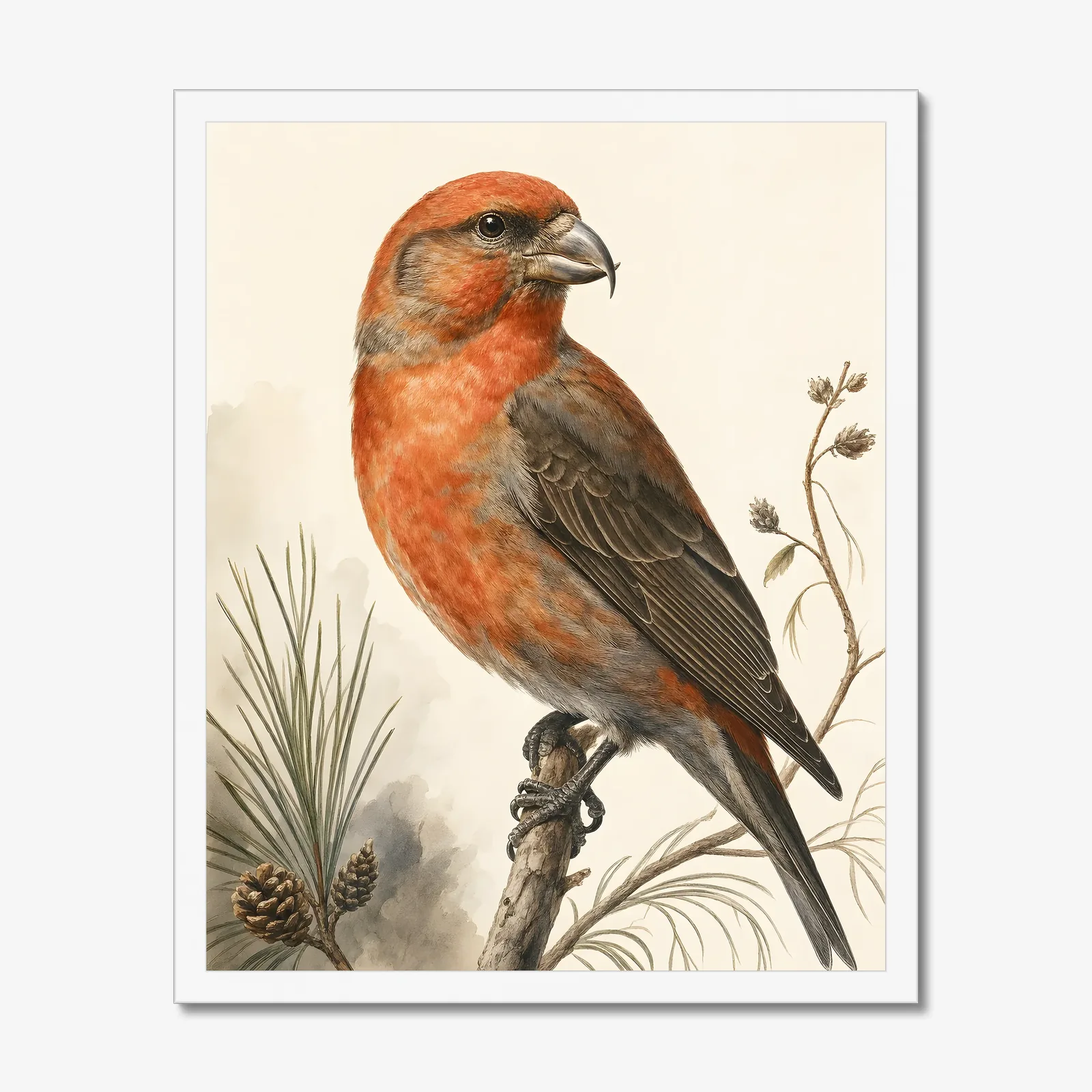 Red Crossbill Print in a white frame