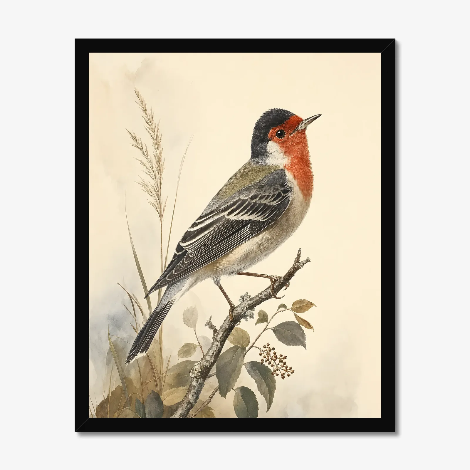 Red-faced Warbler Print in a black frame
