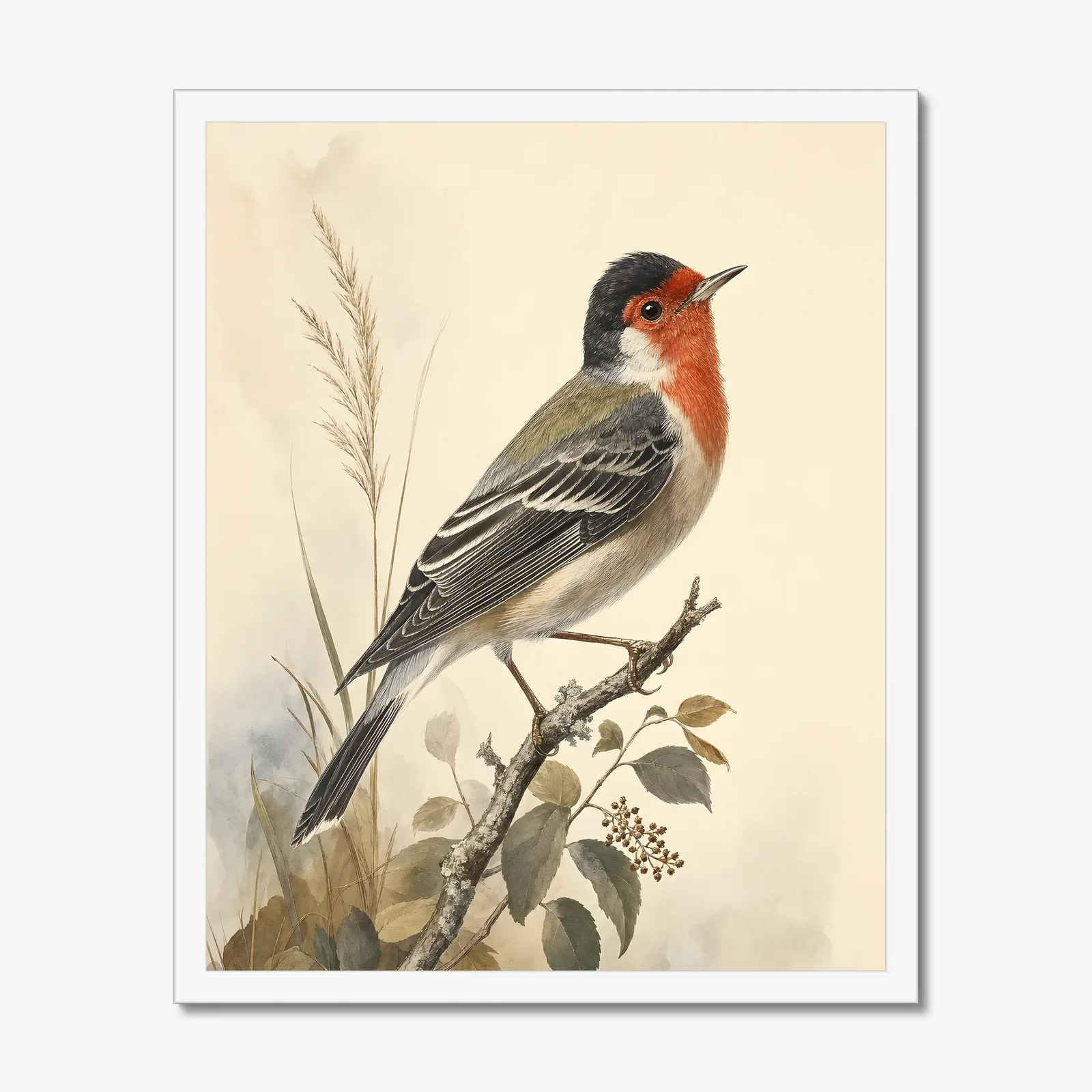 Red-faced Warbler Print in a white frame