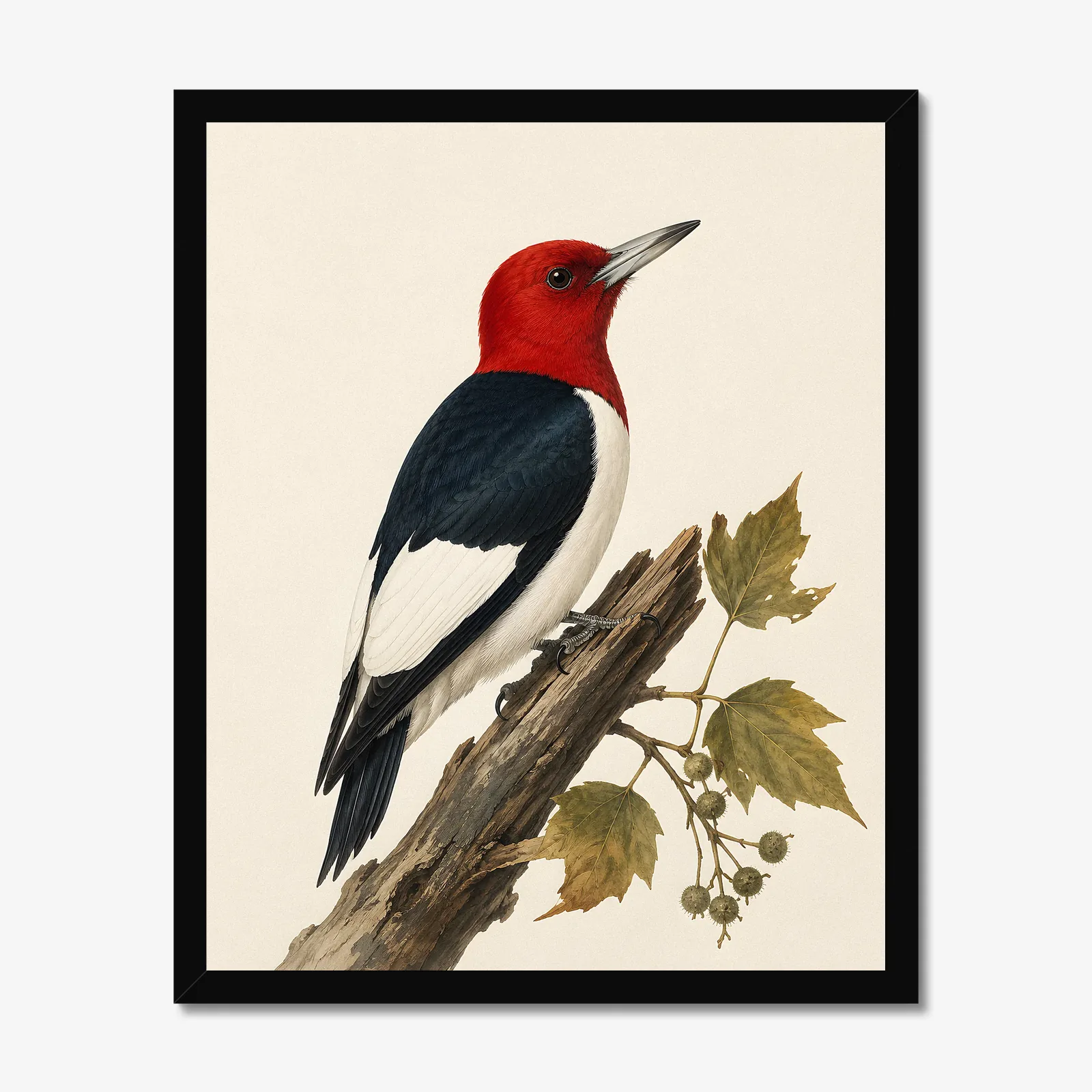 Red-headed Woodpecker Print in a black frame