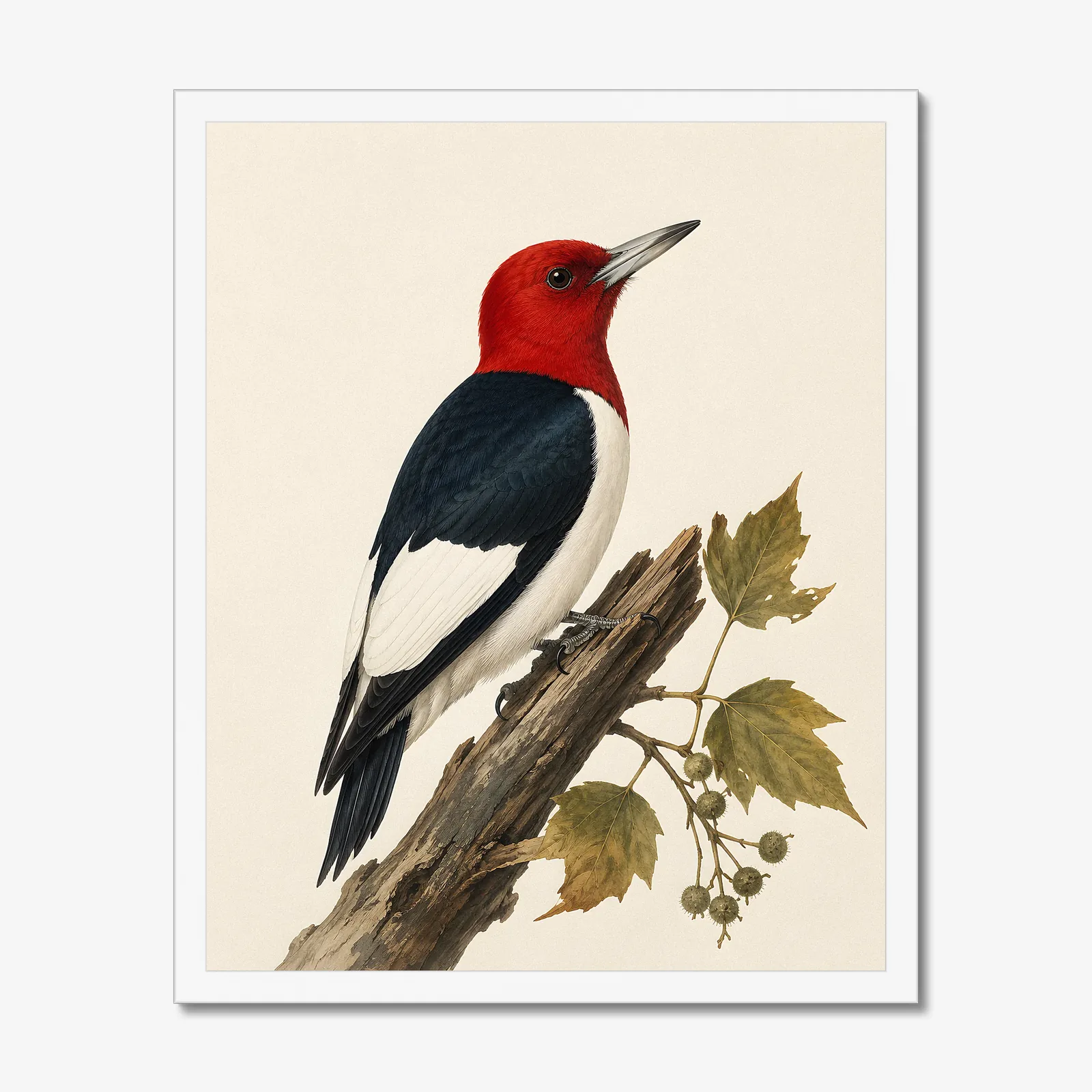 Red-headed Woodpecker Print in a white frame