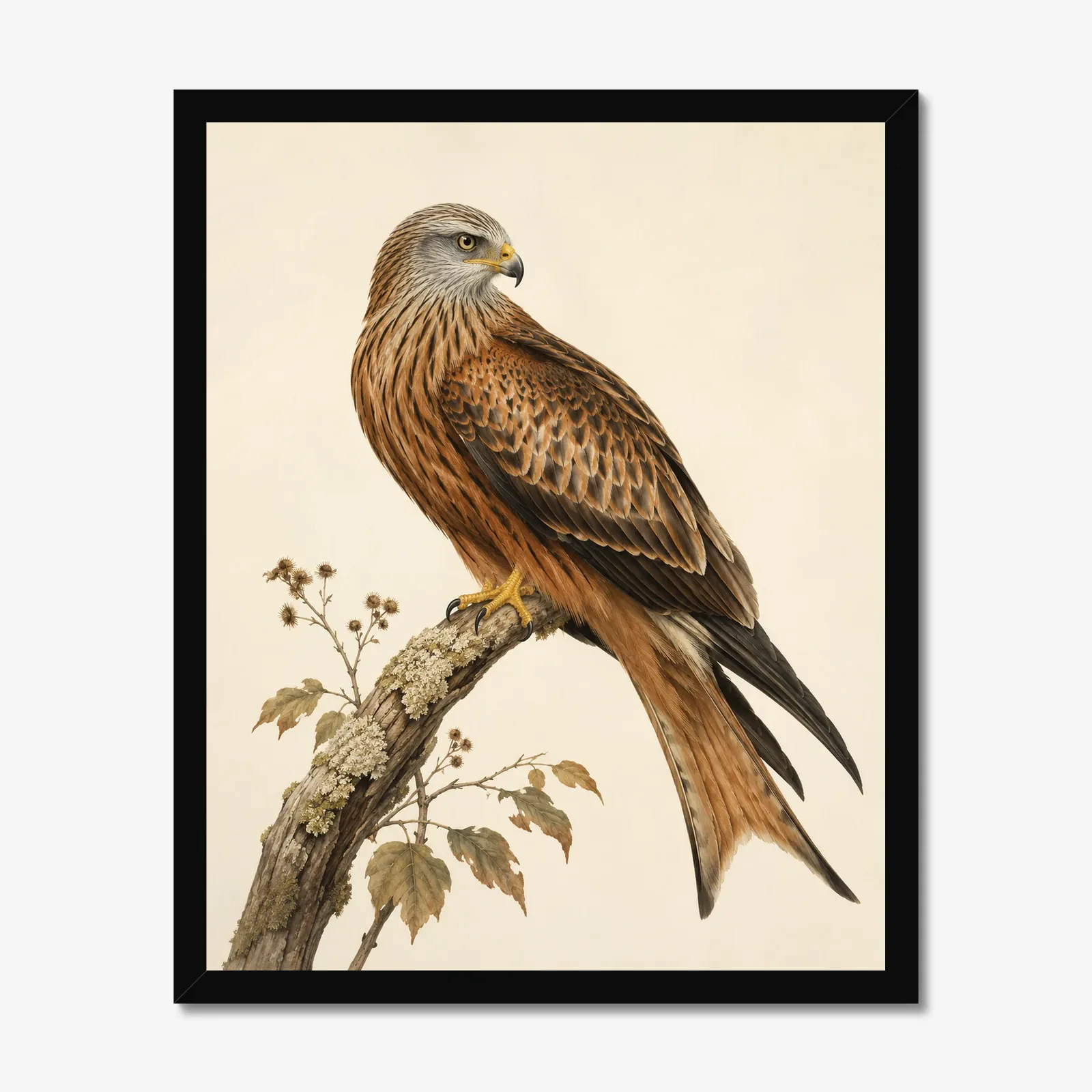 Red Kite Print in a black frame