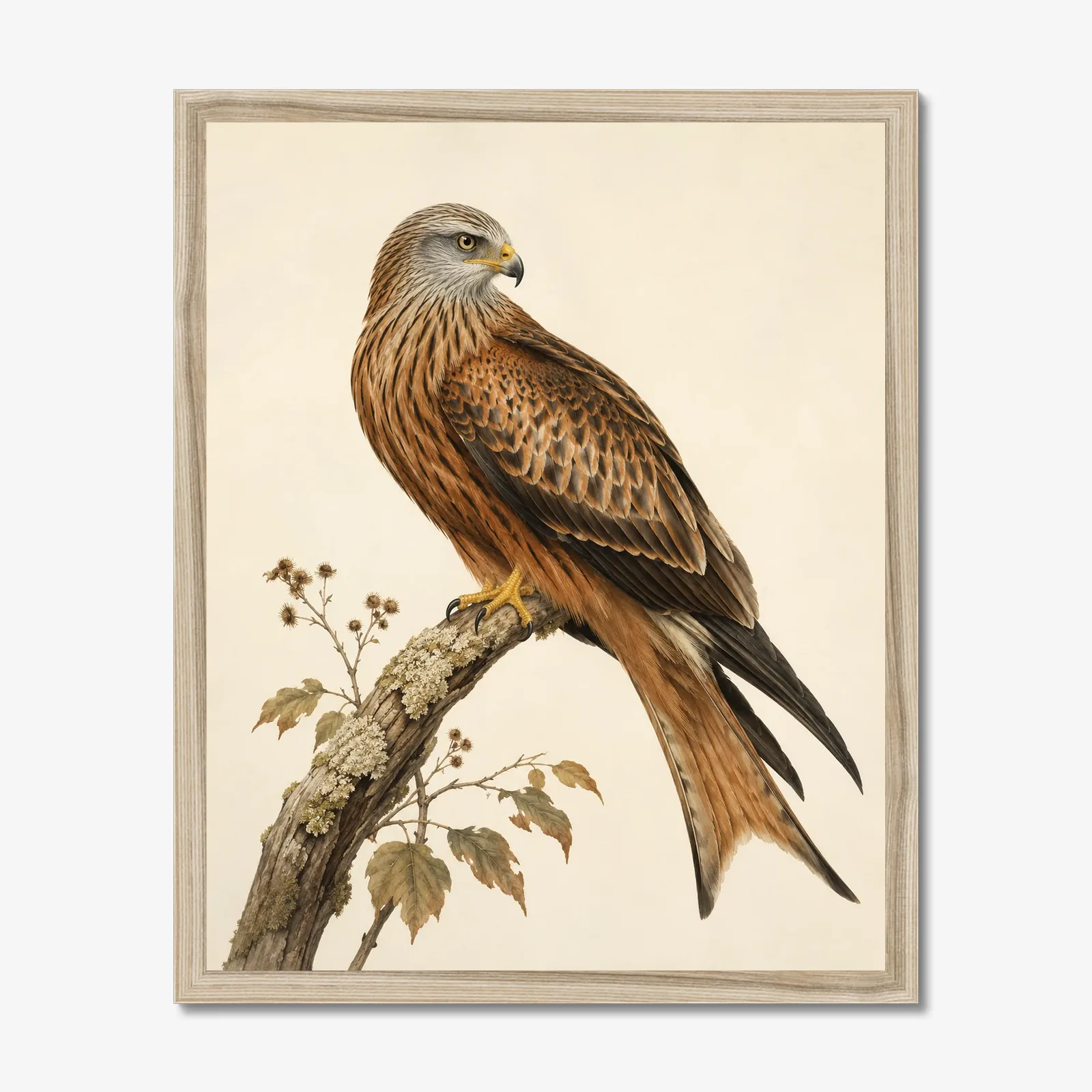 Red Kite Print in a natural frame