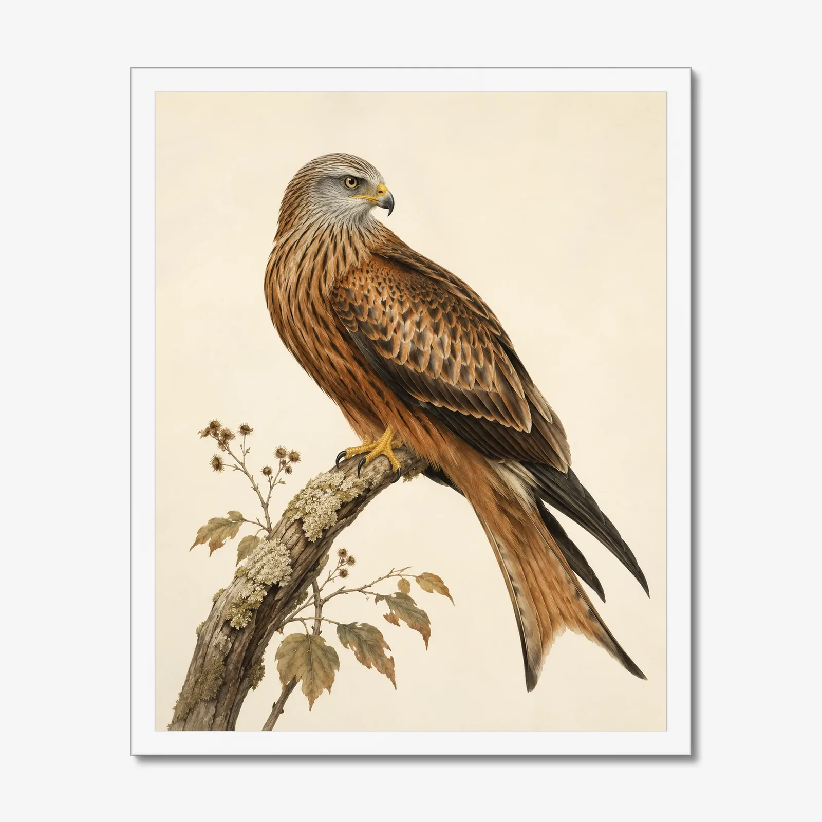 Red Kite Print in a white frame