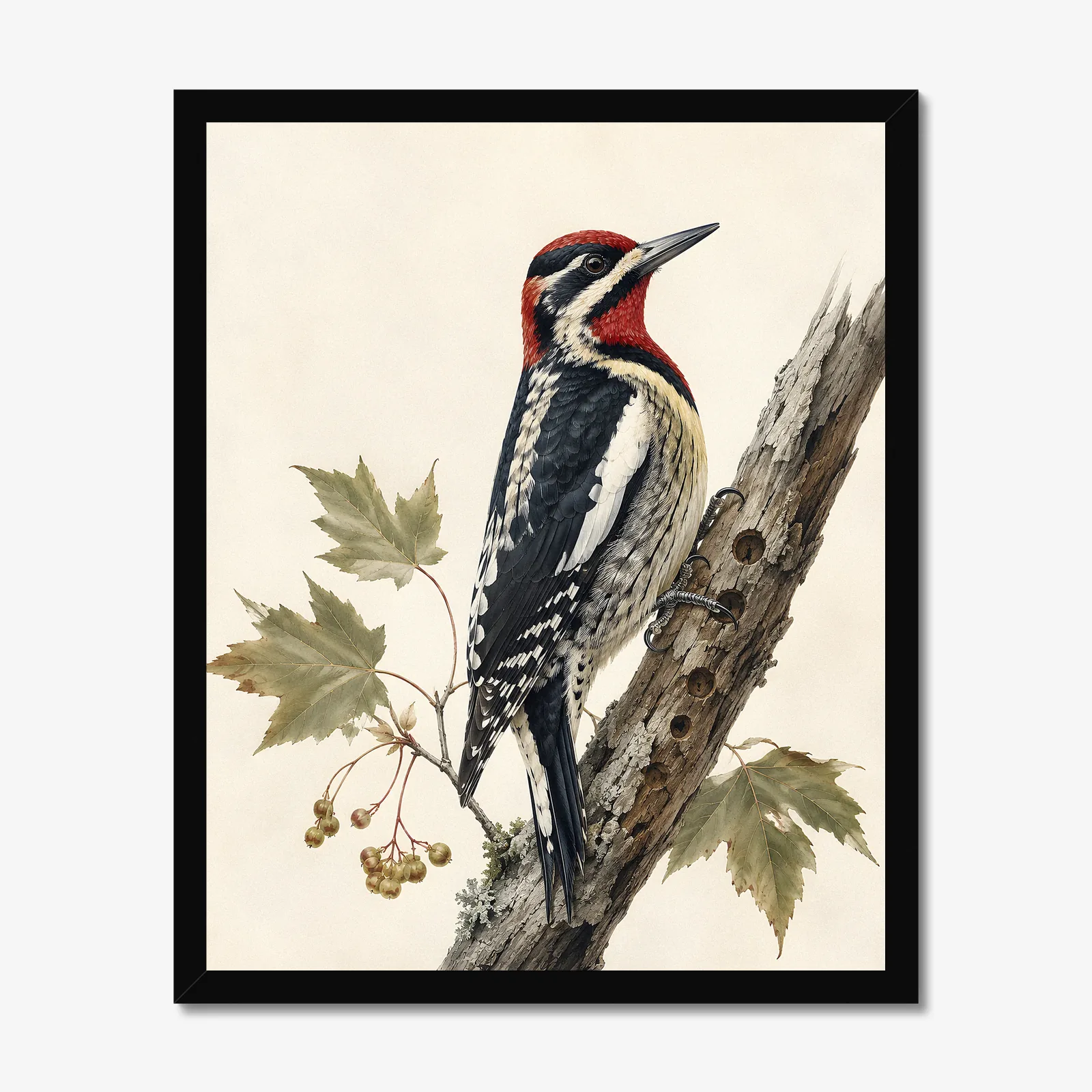 Red-naped Sapsucker Print in a black frame
