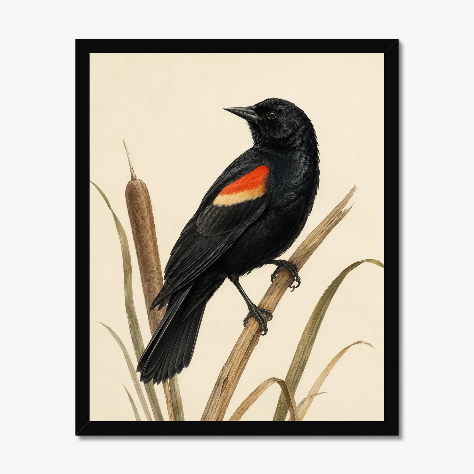 Red-winged Blackbird Print in a black frame