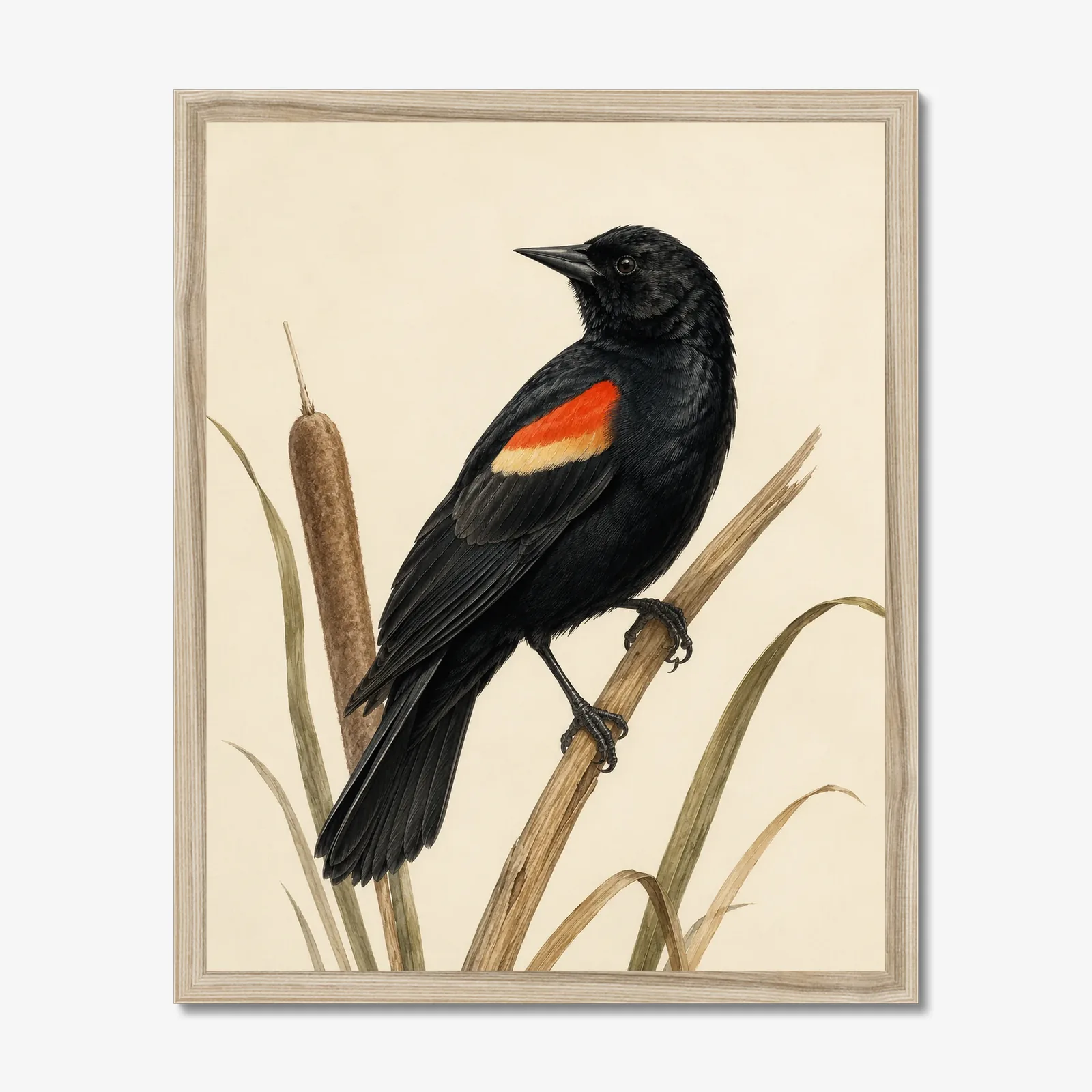 Red-winged Blackbird Print in a natural frame