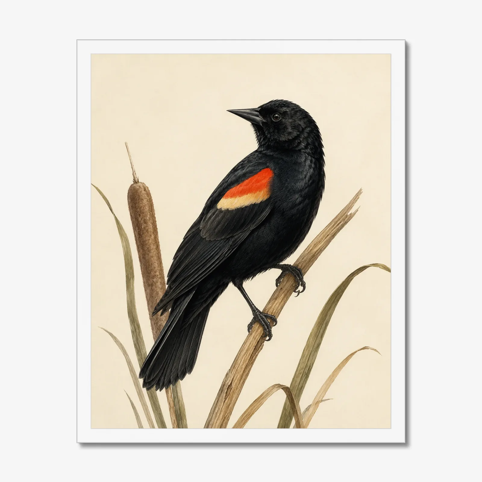 Red-winged Blackbird Print in a white frame