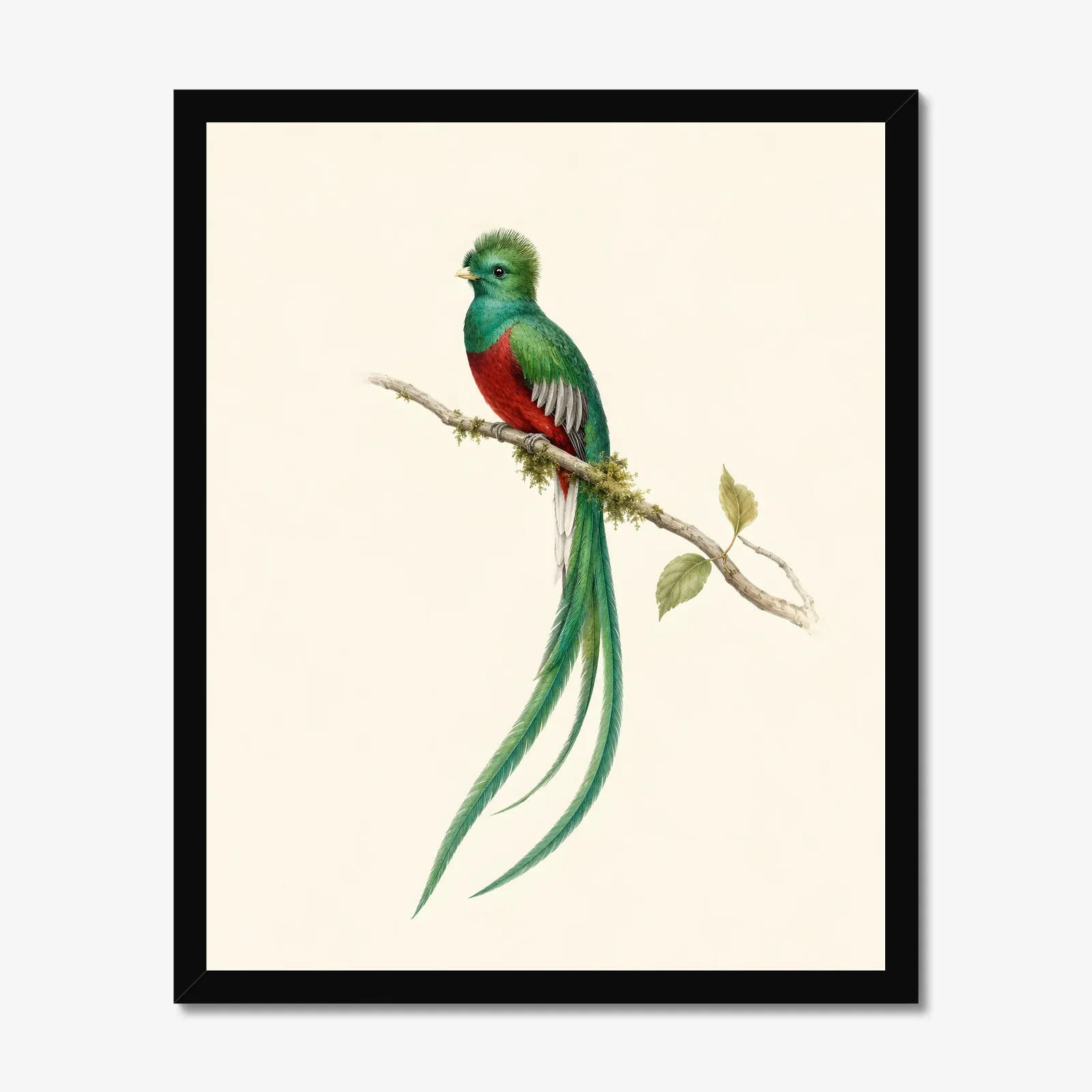 Resplendent Quetzal Print in a black frame