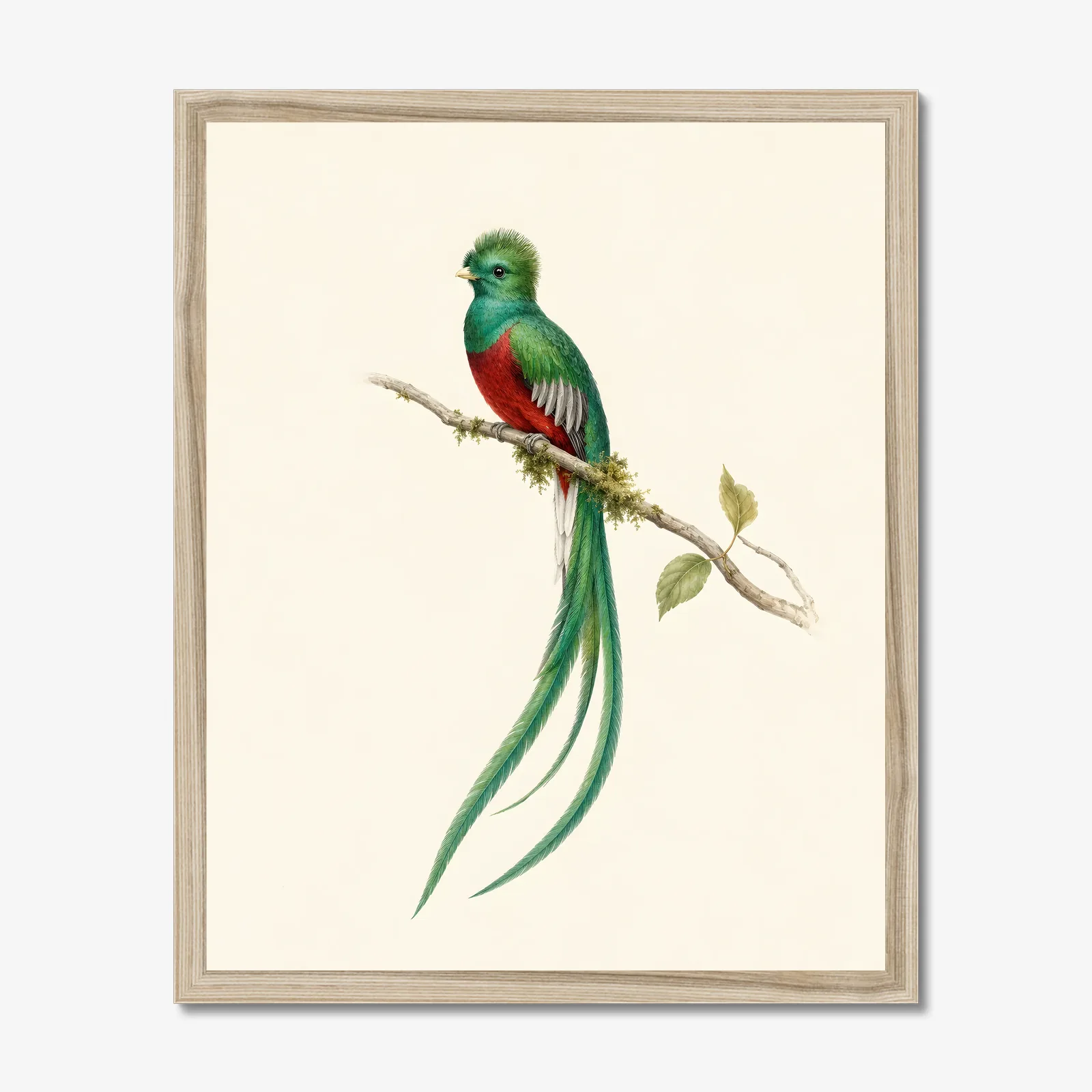 Resplendent Quetzal Print in a natural frame
