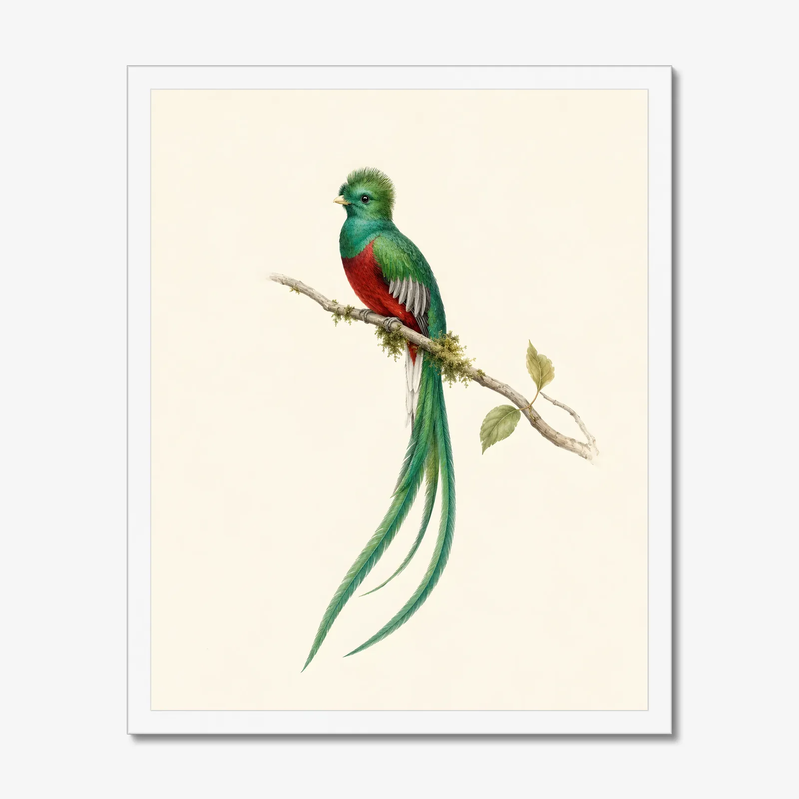 Resplendent Quetzal Print in a white frame