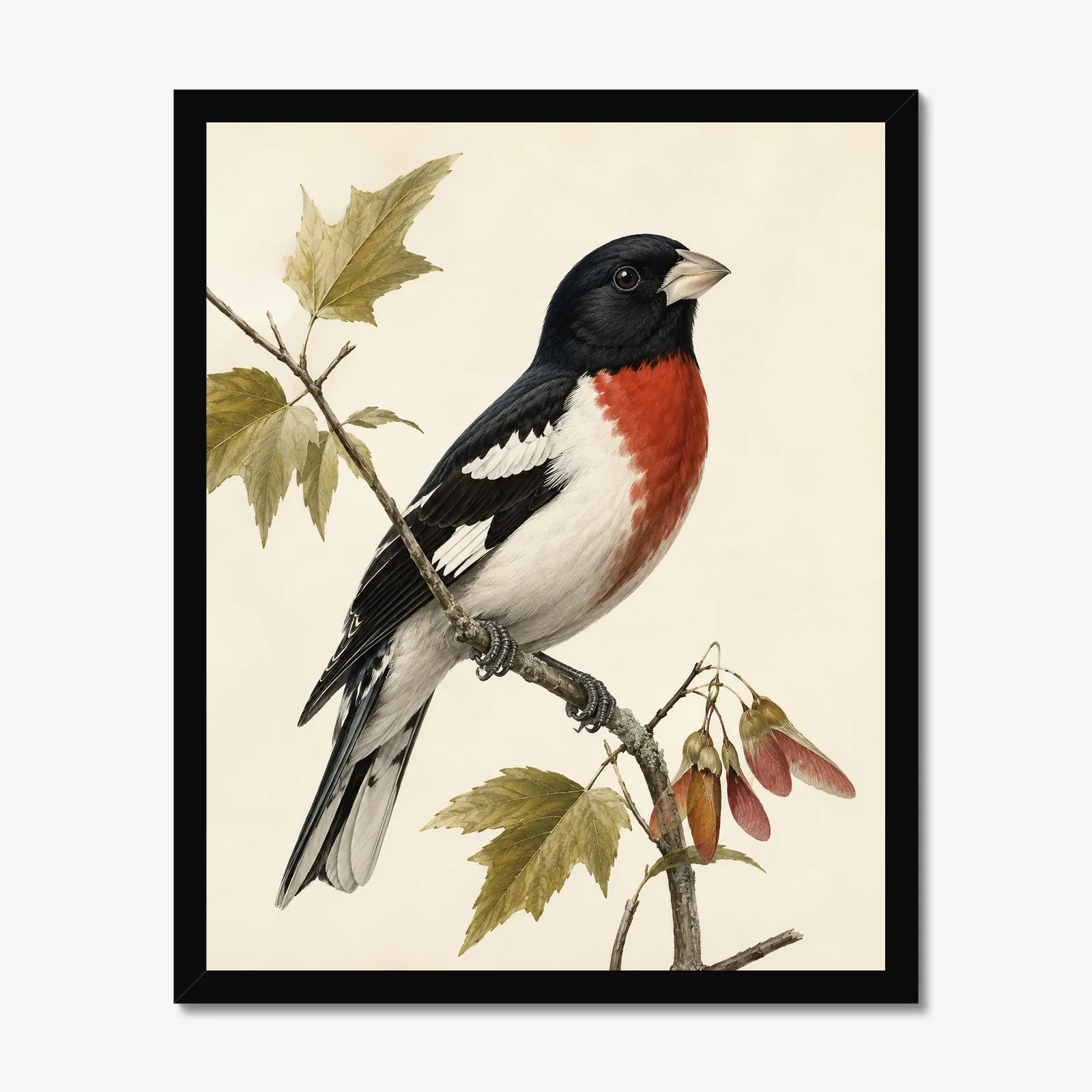 Rose-breasted Grosbeak Print in a black frame