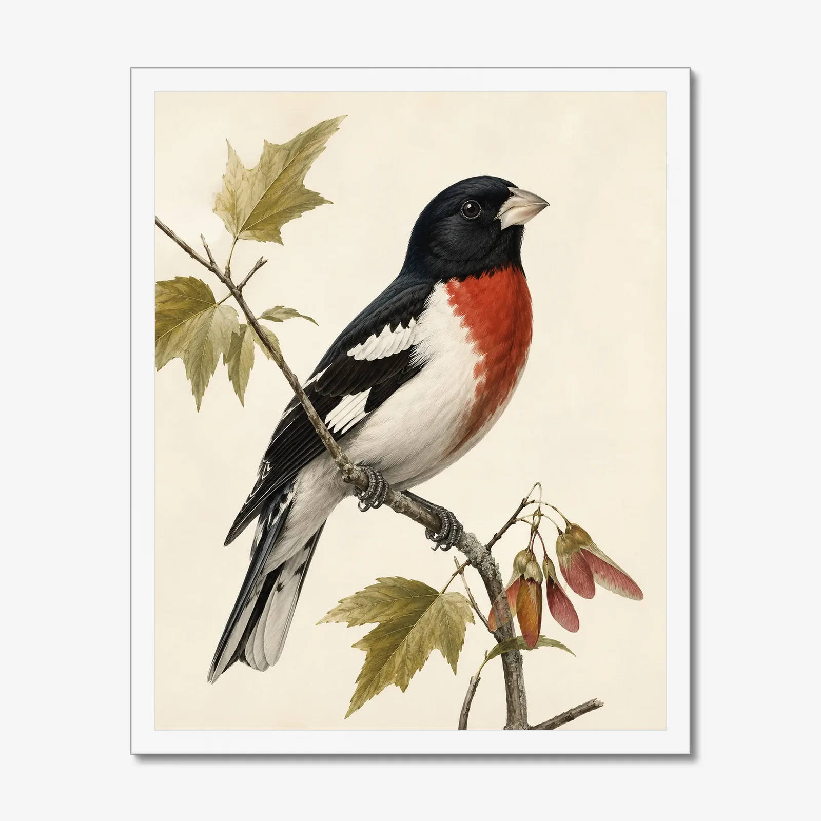 Rose-breasted Grosbeak Print in a white frame