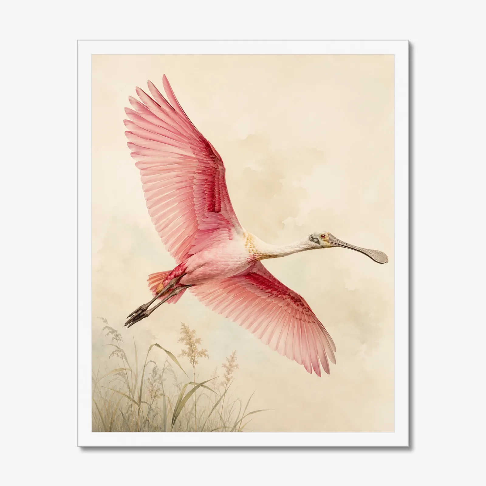 Roseate Spoonbill Print - In Flight in a white frame