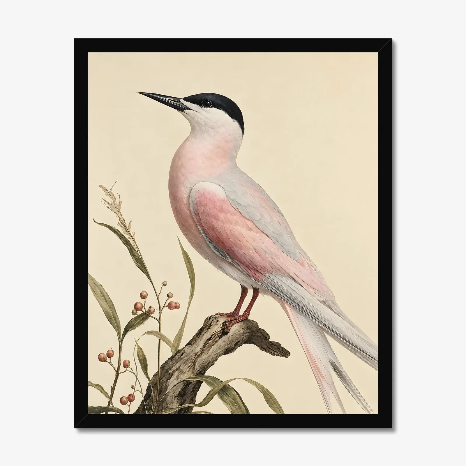 Roseate Tern Print in a black frame