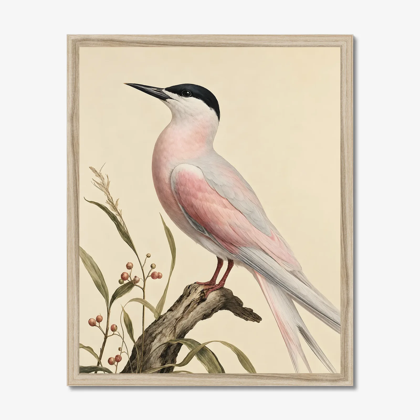 Roseate Tern Print in a natural frame