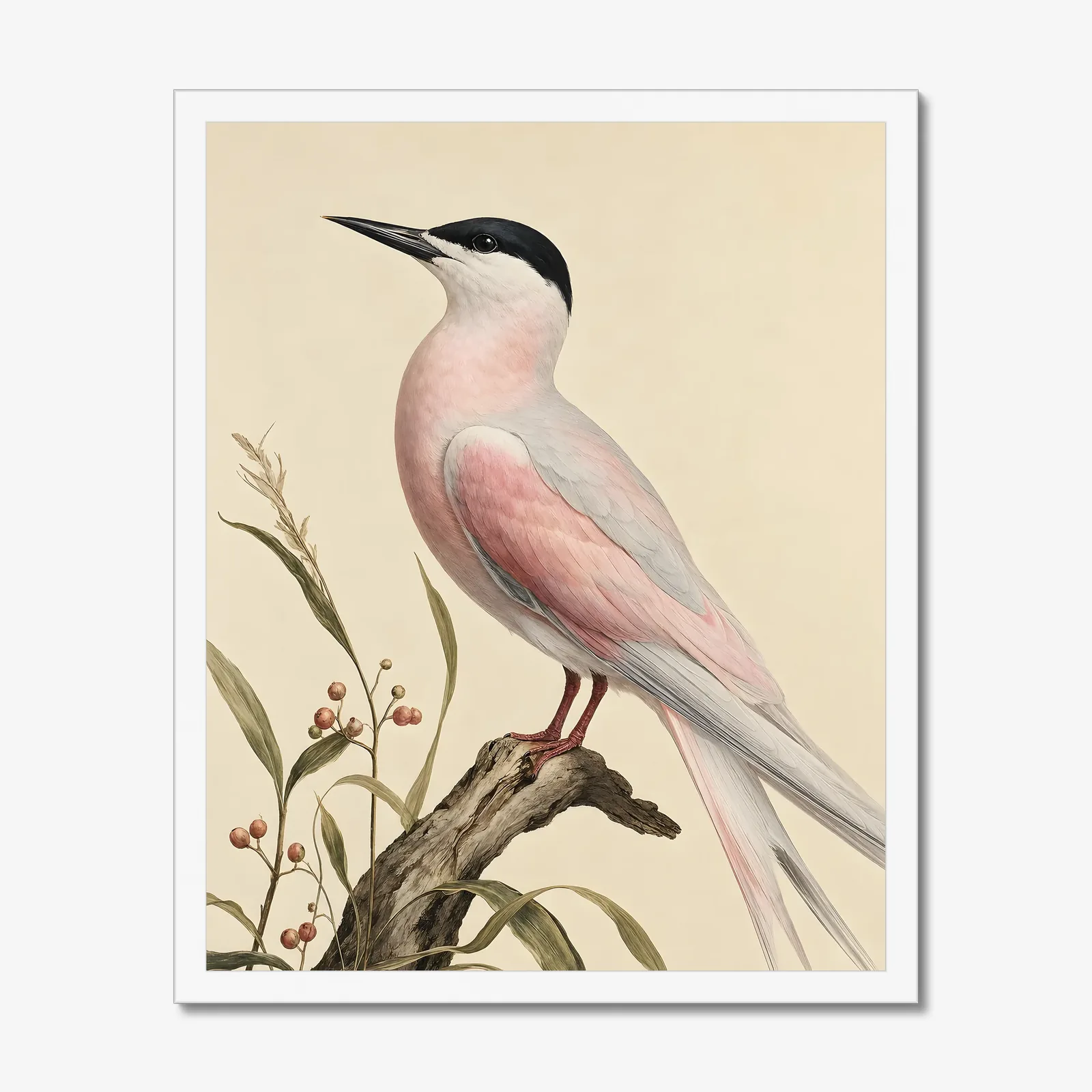 Roseate Tern Print in a white frame