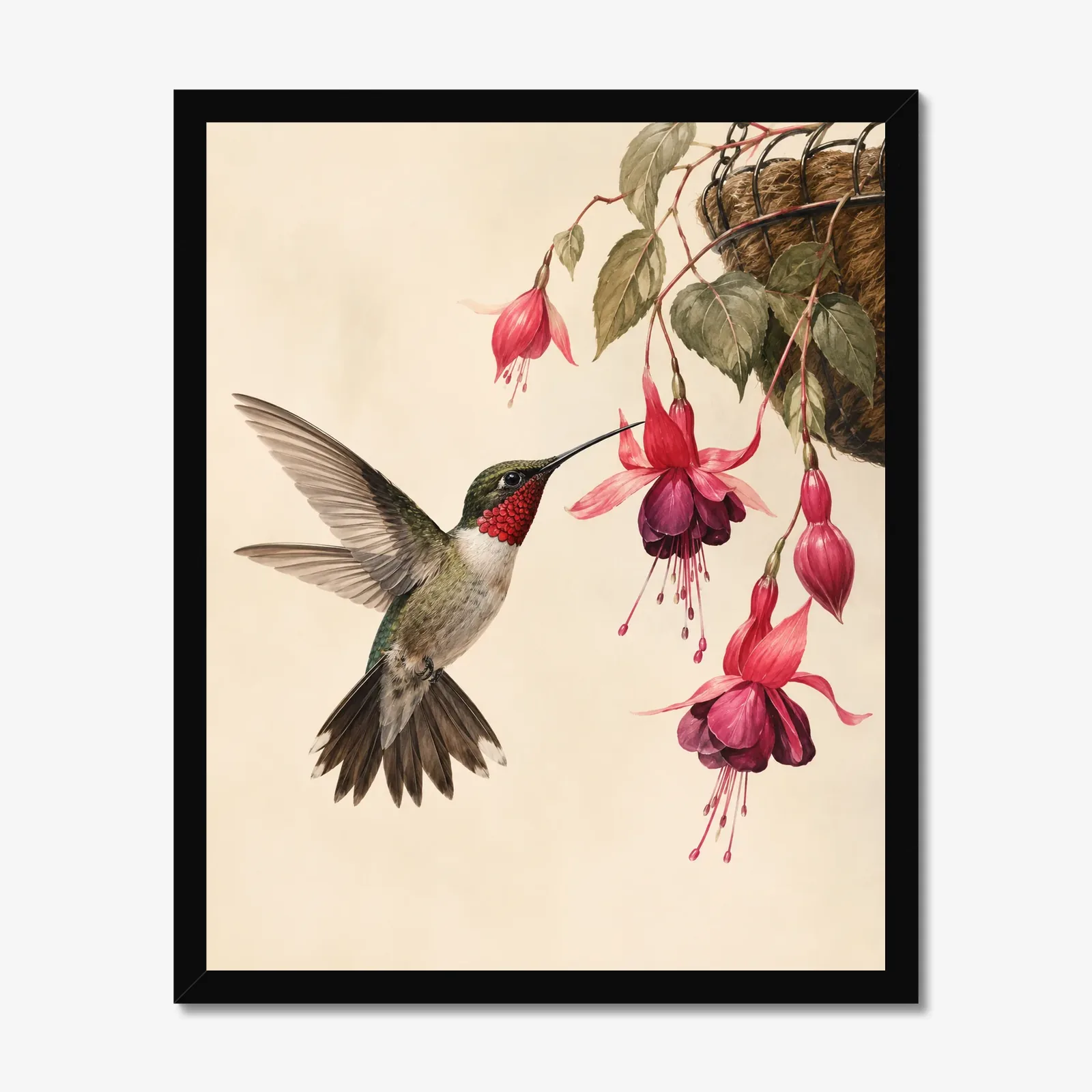 Ruby-throated Hummingbird at Fuchsia Print in a black frame