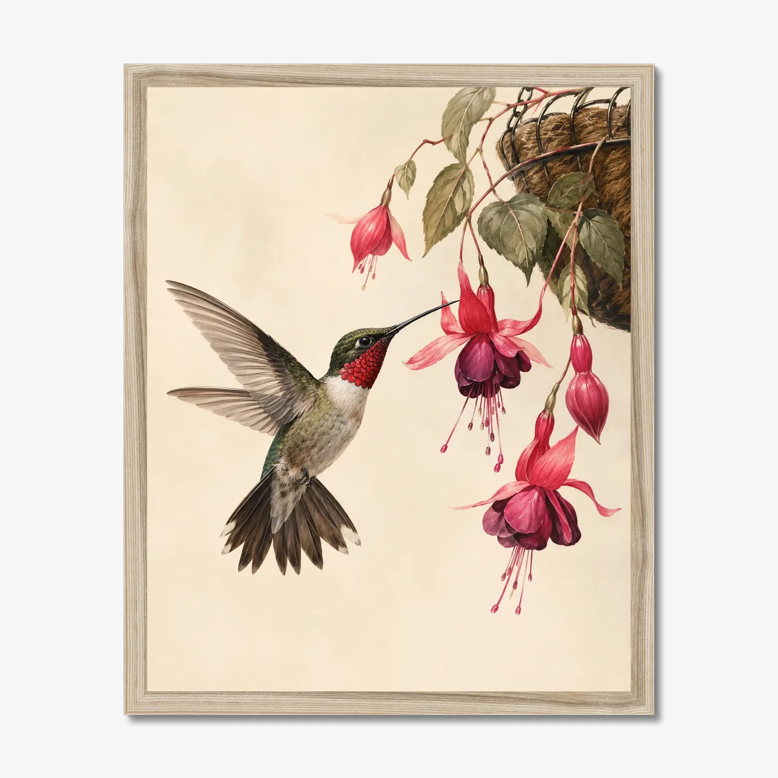 Ruby-throated Hummingbird at Fuchsia Print shown as a fine-art print